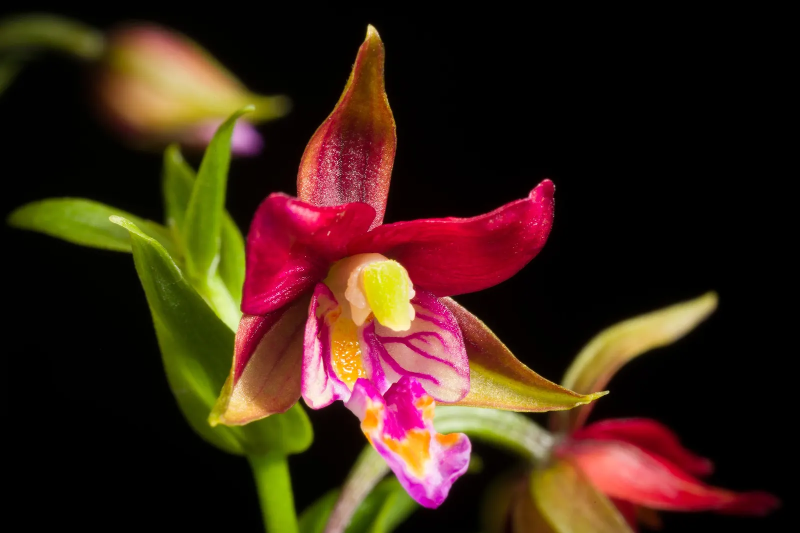 Stream Orchid (Epipactis Gigantea) — The intricate flowers have a distinctive color palette; provided that soil moisture is consistently maintained, image 144
