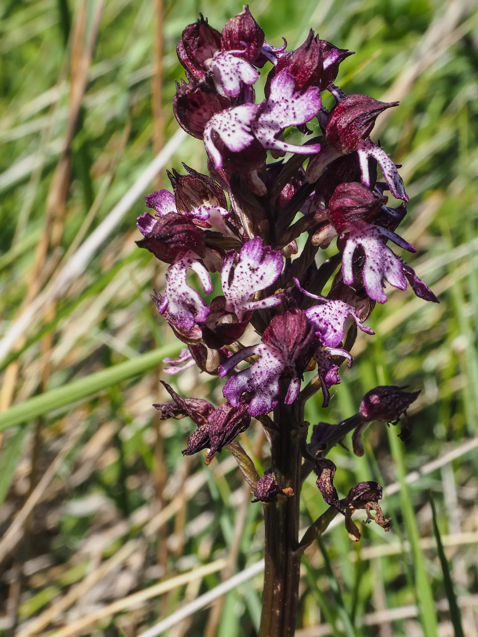 Stream Orchid (Epipactis Gigantea) — stands as a captivating and resilient perennial native to the western regions of North America; thriving along, image 73
