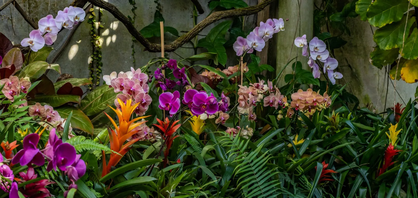 Stream Orchid (Epipactis Gigantea) — It's largely free from serious pests and diseases, making it a robust addition to the landscape; ranging from green and