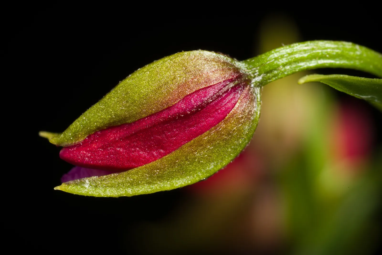 Stream Orchid (Epipactis Gigantea) — their hues a blend of green