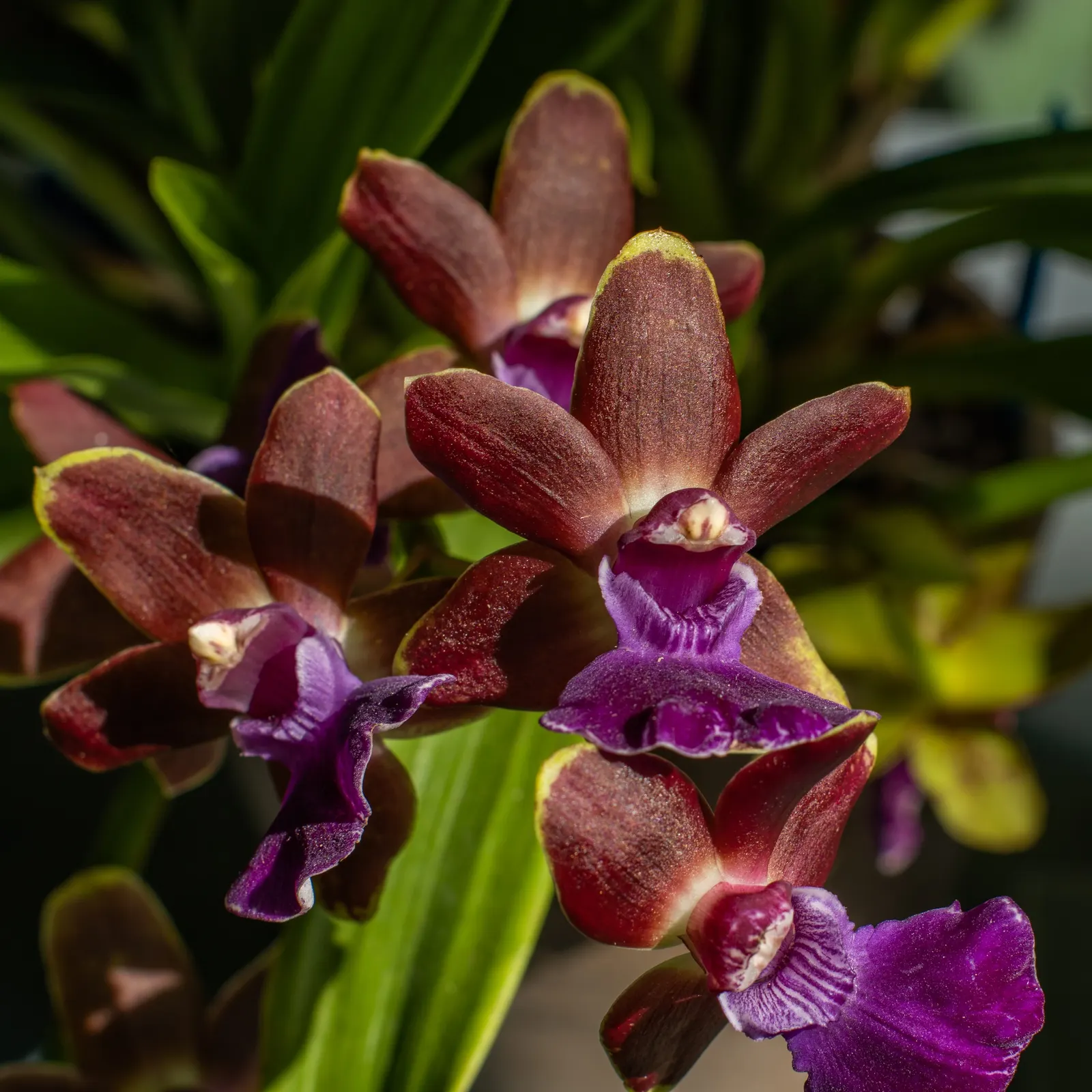 Stream Orchid (Epipactis Gigantea) — herb / perennial for half or shade; the plant also acts as a magnet for local pollinators, adding ecological, image 110