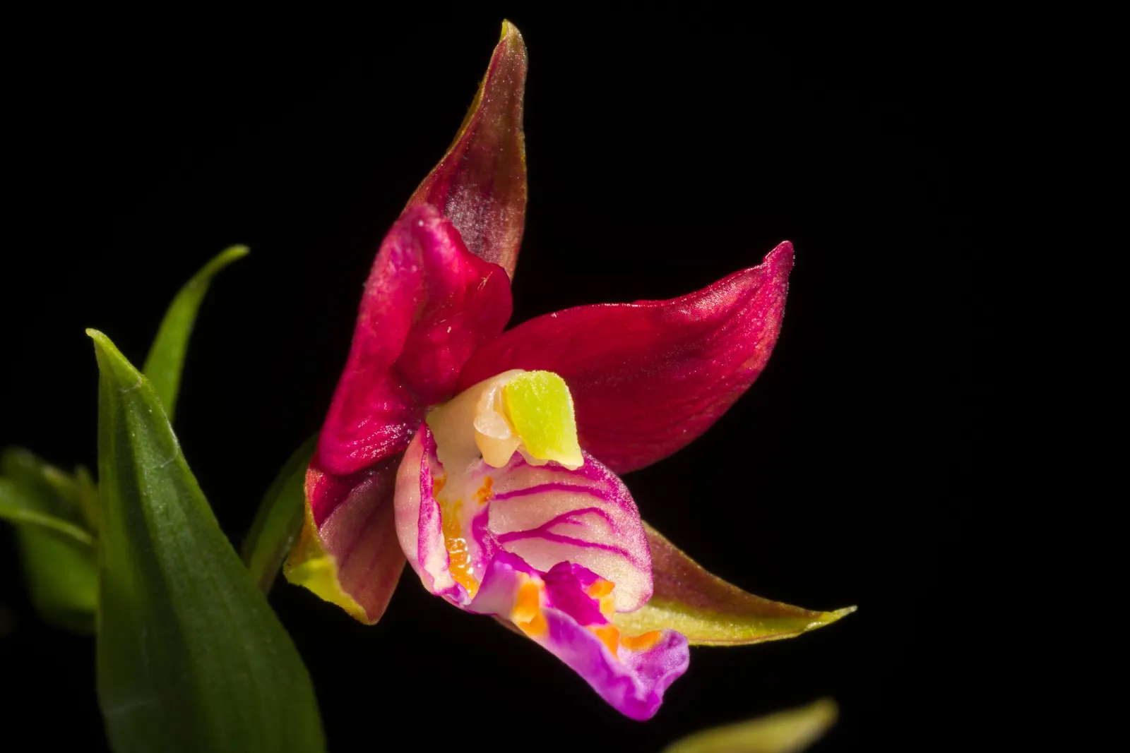 Stream Orchid (Epipactis Gigantea) — herb / perennial for half or shade; the plant also acts as a magnet for local pollinators, adding ecological, image 132