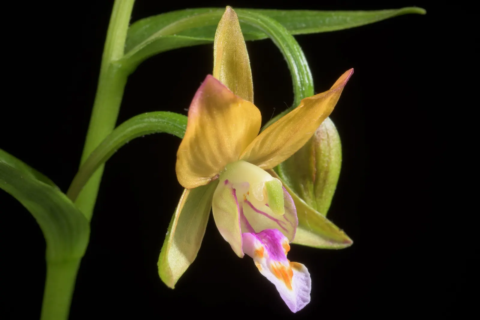 Stream Orchid (Epipactis Gigantea) — often found along streams