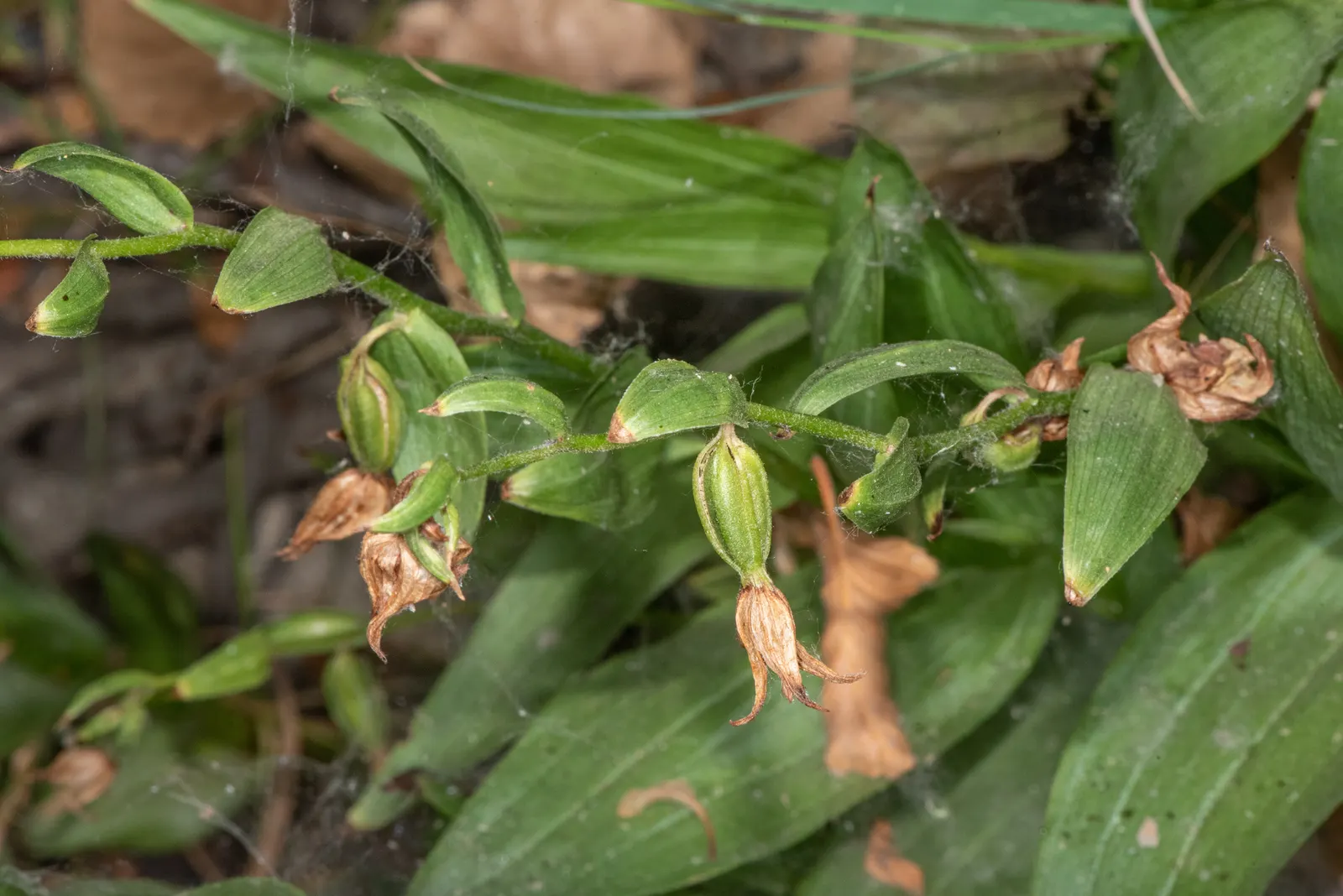 Stream Orchid (Epipactis Gigantea) — ranging from green and brown to a dash of deep pink or purple