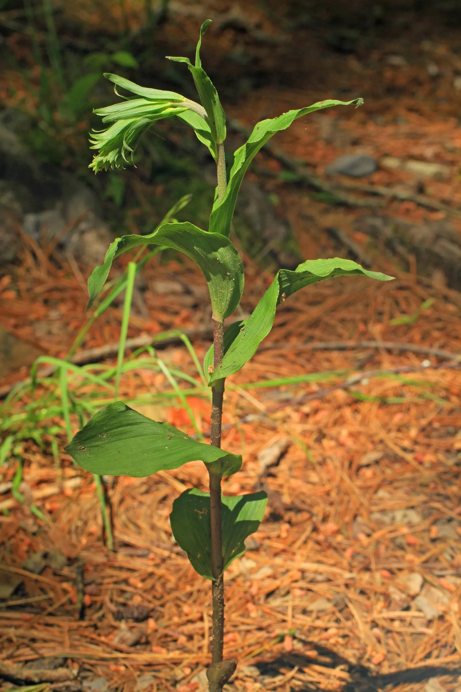 Stream Orchid (Epipactis Gigantea) — The intricate flowers have a distinctive color palette