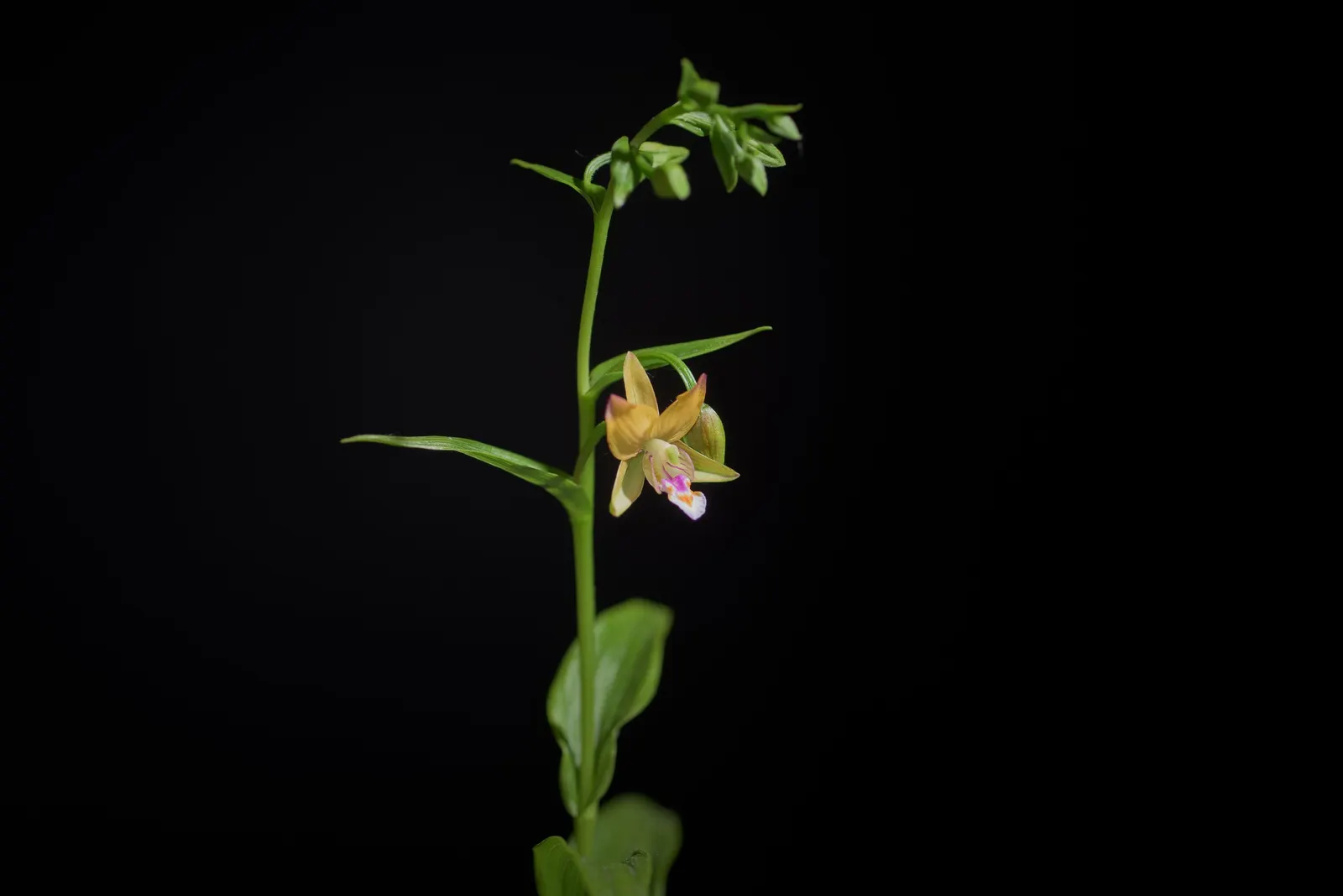 Stream Orchid (Epipactis Gigantea) — It's largely free from serious pests and diseases, making it a robust addition to the landscape; ranging from, image 84