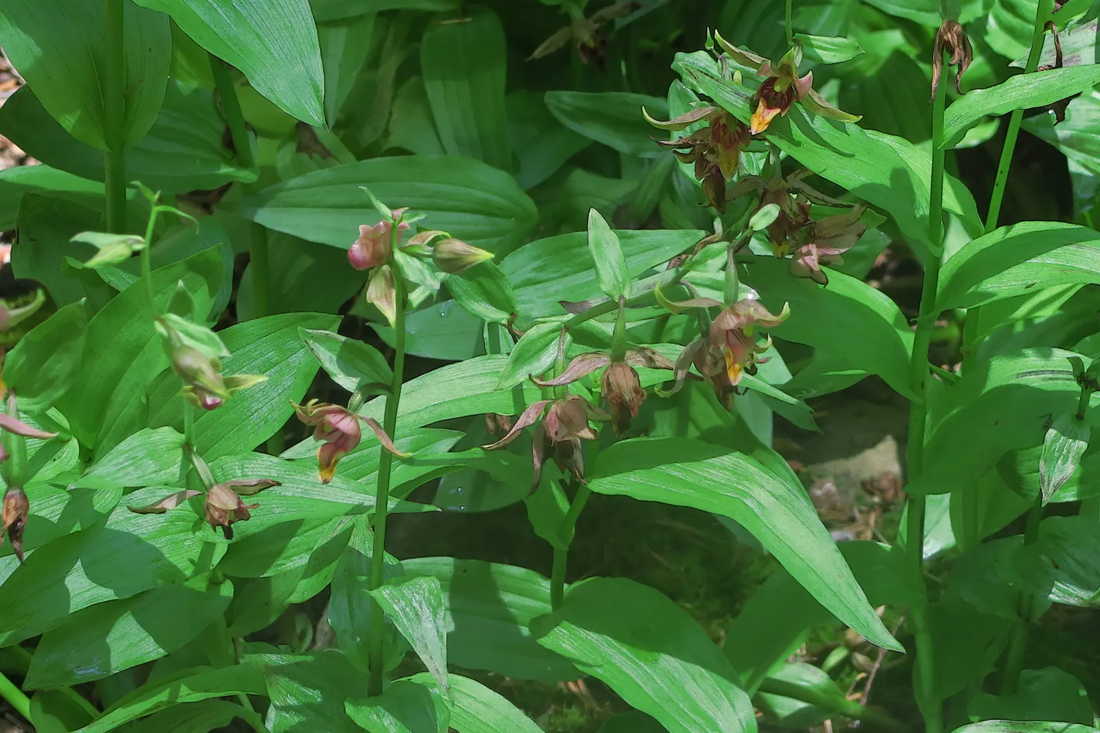 Stream Orchid (Epipactis Gigantea) — The intricate flowers have a distinctive color palette; provided that soil moisture is consistently maintained, image 122