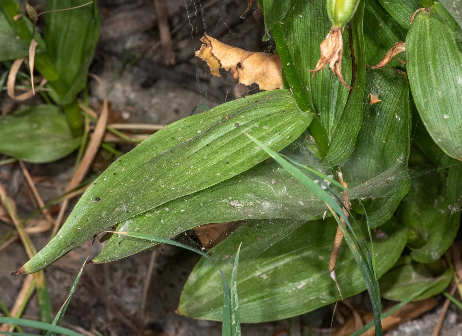 Stream Orchid (Epipactis Gigantea) — stands as a captivating and resilient perennial native to the western regions of North America; thriving along, image 95