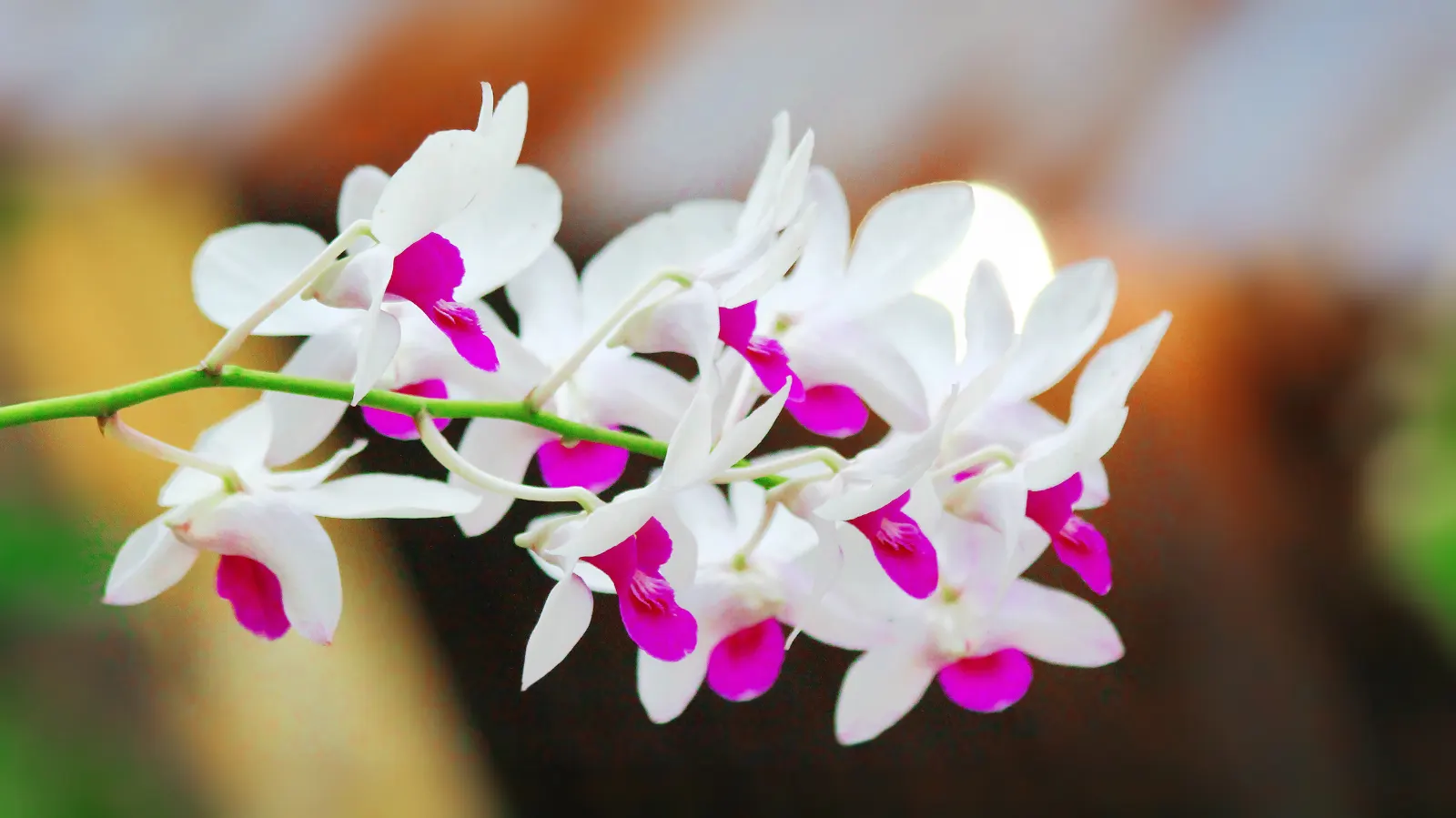 Stream Orchid (Epipactis Gigantea) — lending an exotic appeal to garden settings; stands as a captivating and resilient perennial native to the, image 80