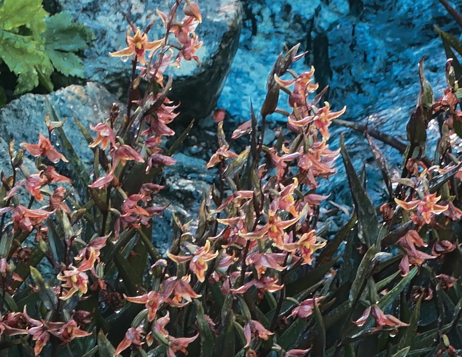 Stream Orchid (Epipactis Gigantea) — stands as a captivating and resilient perennial native to the western regions of North America; thriving along, image 139