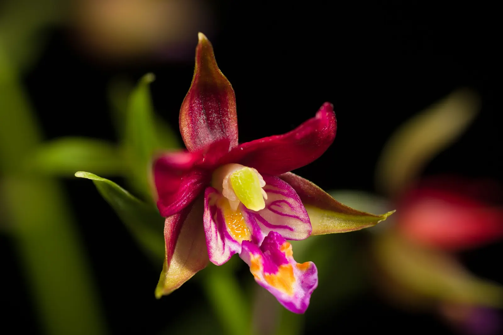 Stream Orchid (Epipactis Gigantea) — the Stream Orchid produces a striking floral display from late spring to early summer; its robust rhizomatous, image 77