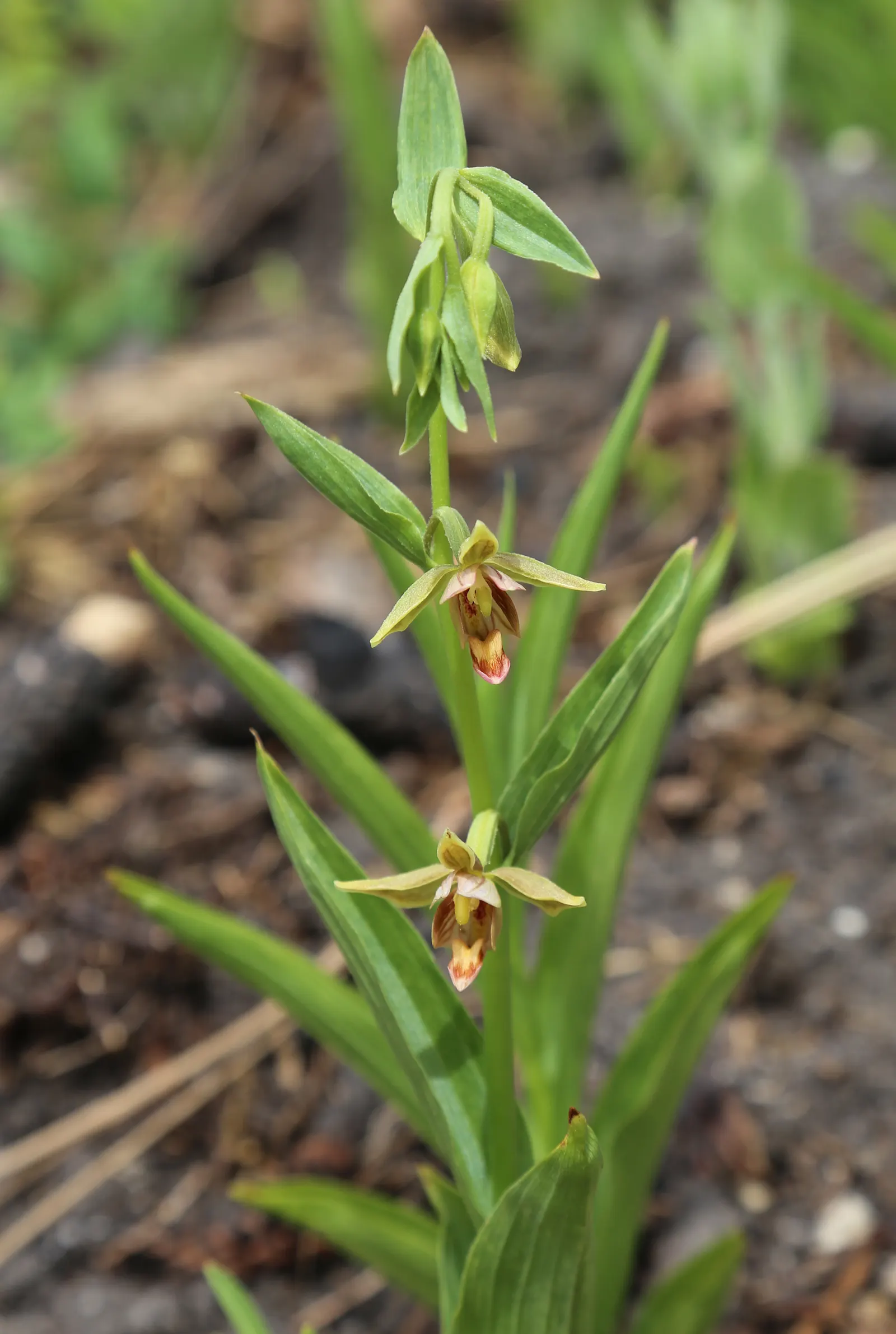Stream Orchid (Epipactis Gigantea) — The plant's preference lies with humus-rich, well-drained soil; herb / perennial with multi-colored and orange, image 104