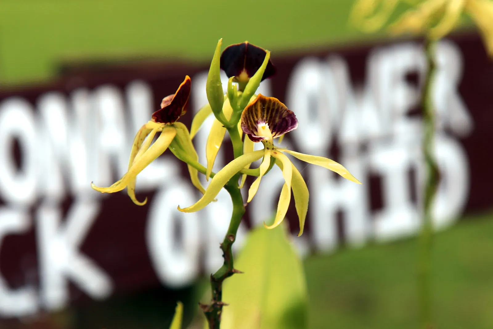 Stream Orchid (Epipactis Gigantea) — Typically growing to a height of around 1 to 2 feet; the Stream Orchid (Epipactis gigantea) is a striking, image 98