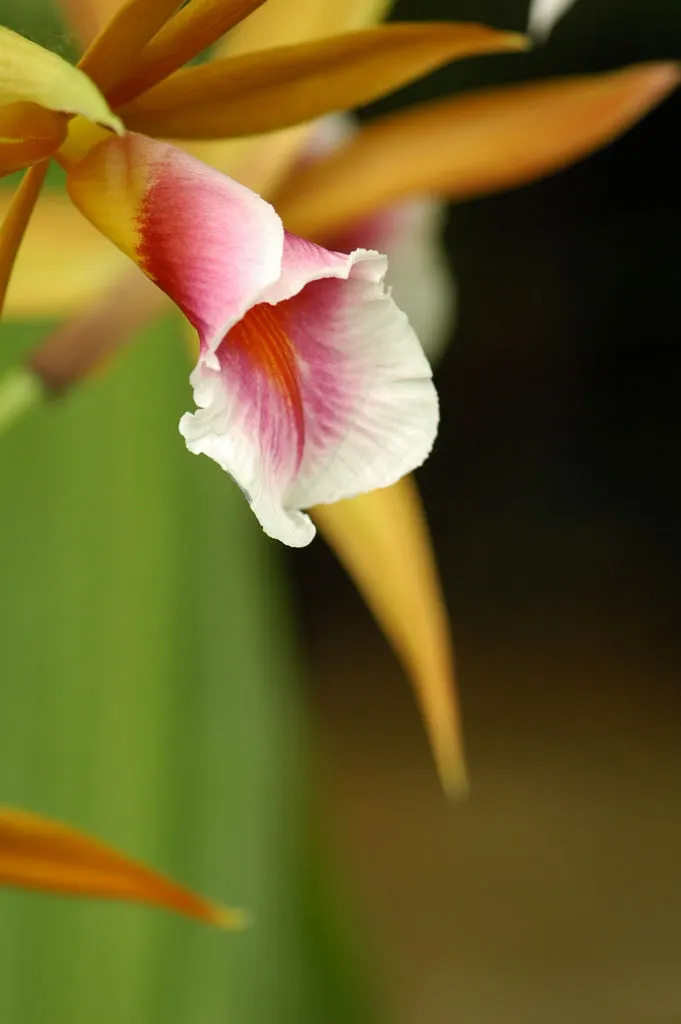 Stream Orchid (Epipactis Gigantea) — In the imperial system, the ideal planting zone range is between 6 to 9