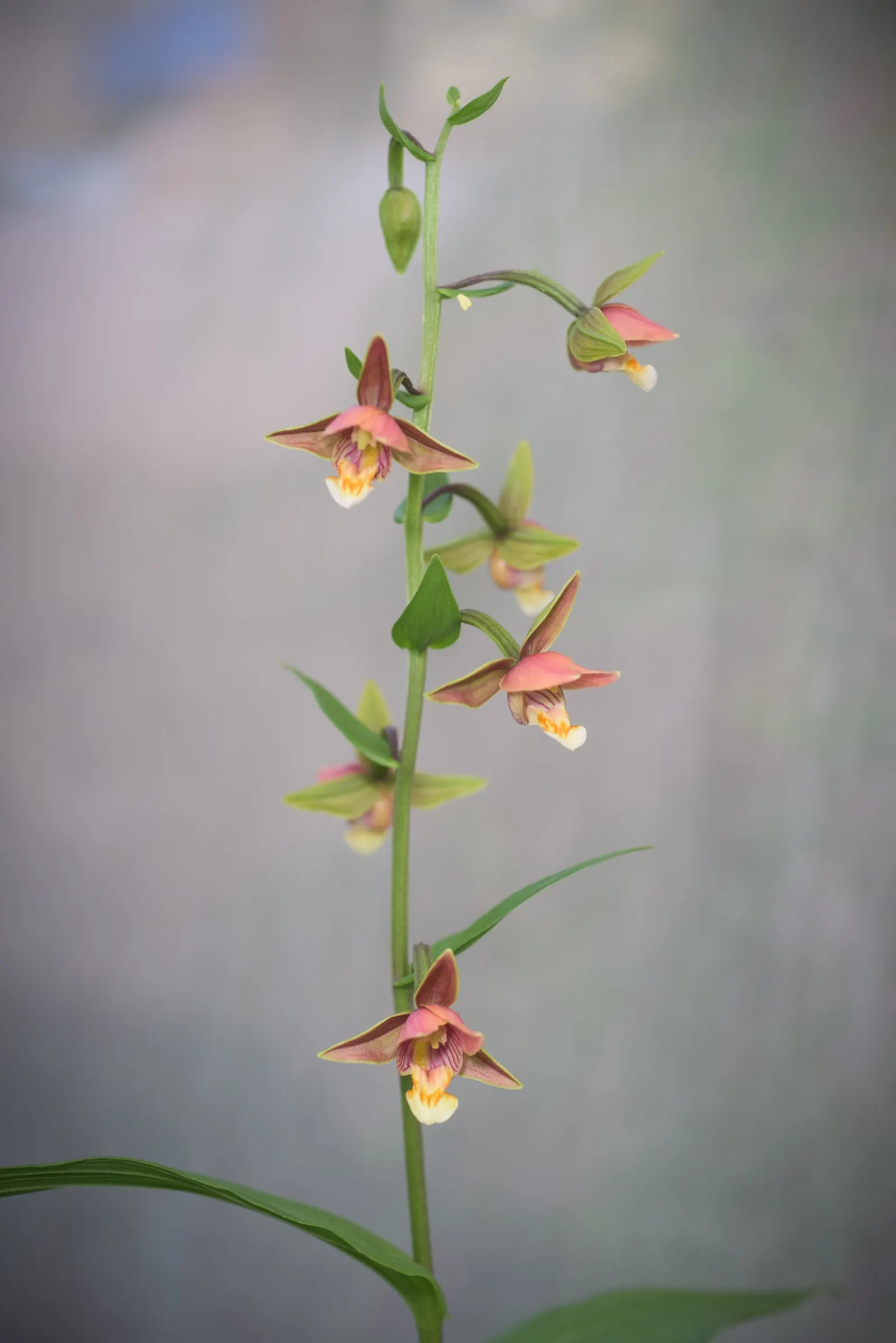 Stream Orchid (Epipactis Gigantea) — In the imperial system, the ideal planting zone range is between 6 to 9; moist, well-drained soil under partial shade