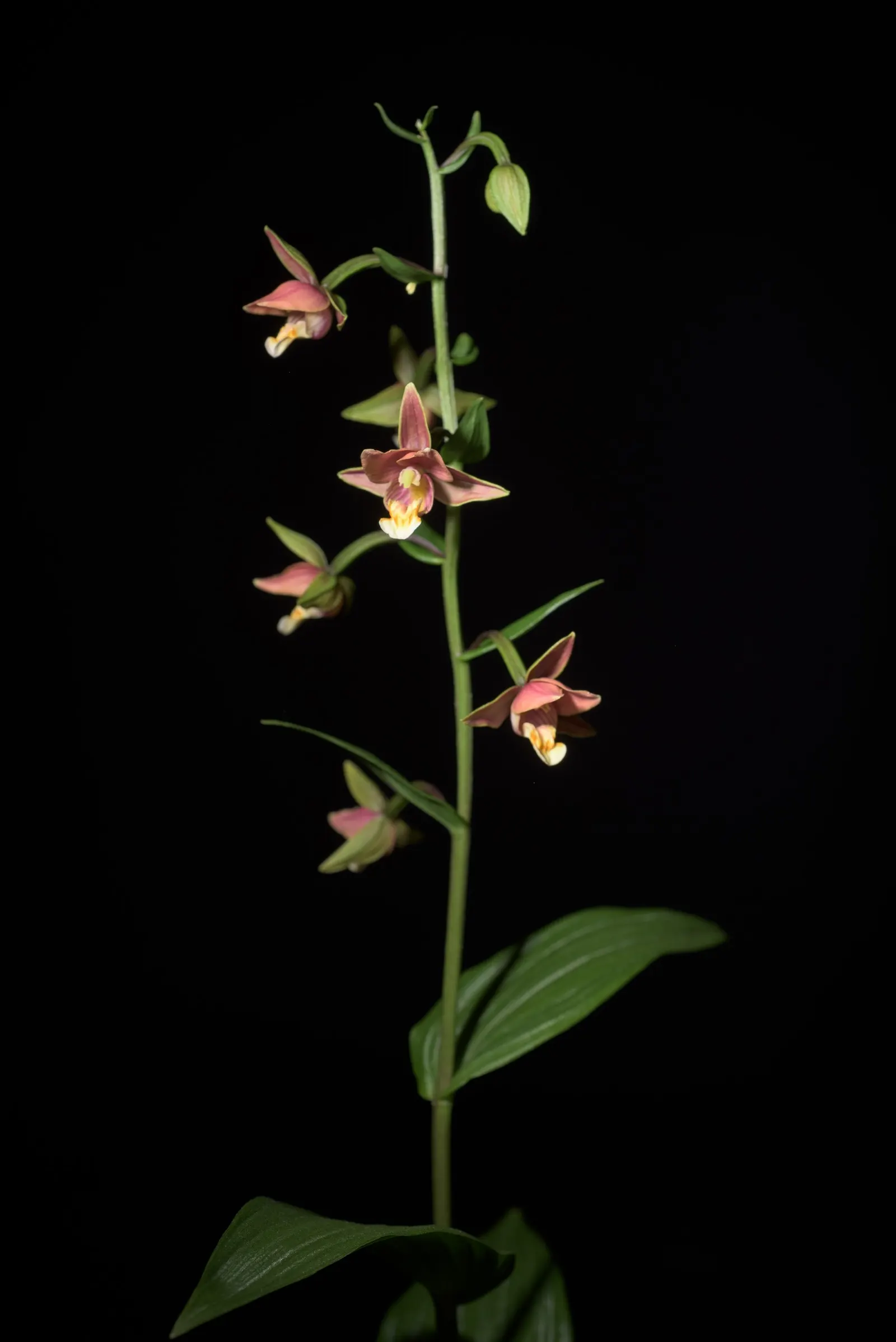 Stream Orchid (Epipactis Gigantea) — In the imperial system, the ideal planting zone range is between 6 to 9; moist, well-drained soil under, image 61