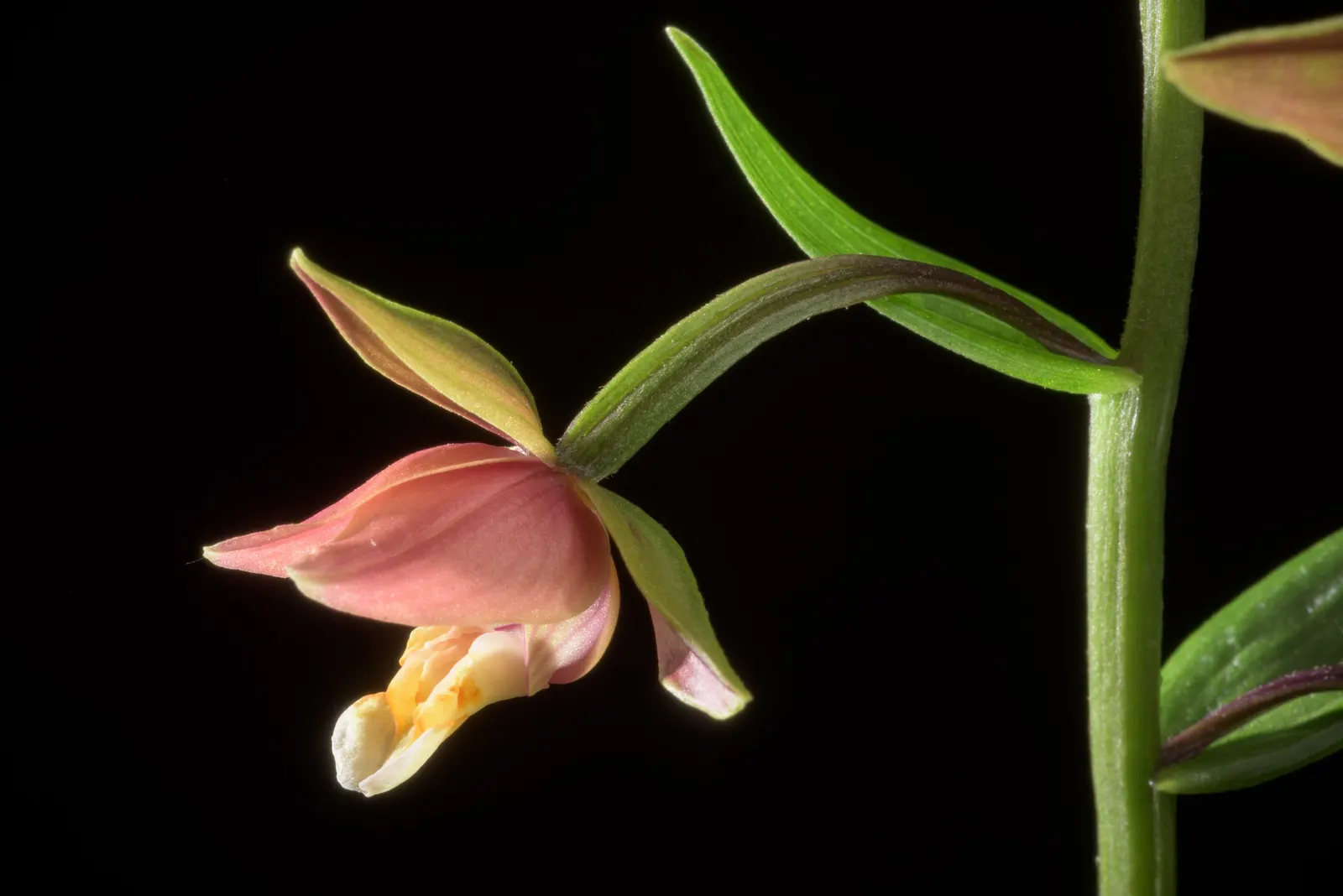 Stream Orchid (Epipactis Gigantea) — standing out against the backdrop of rippling water; typically growing to a height of around 1 to 2 feet, image 71