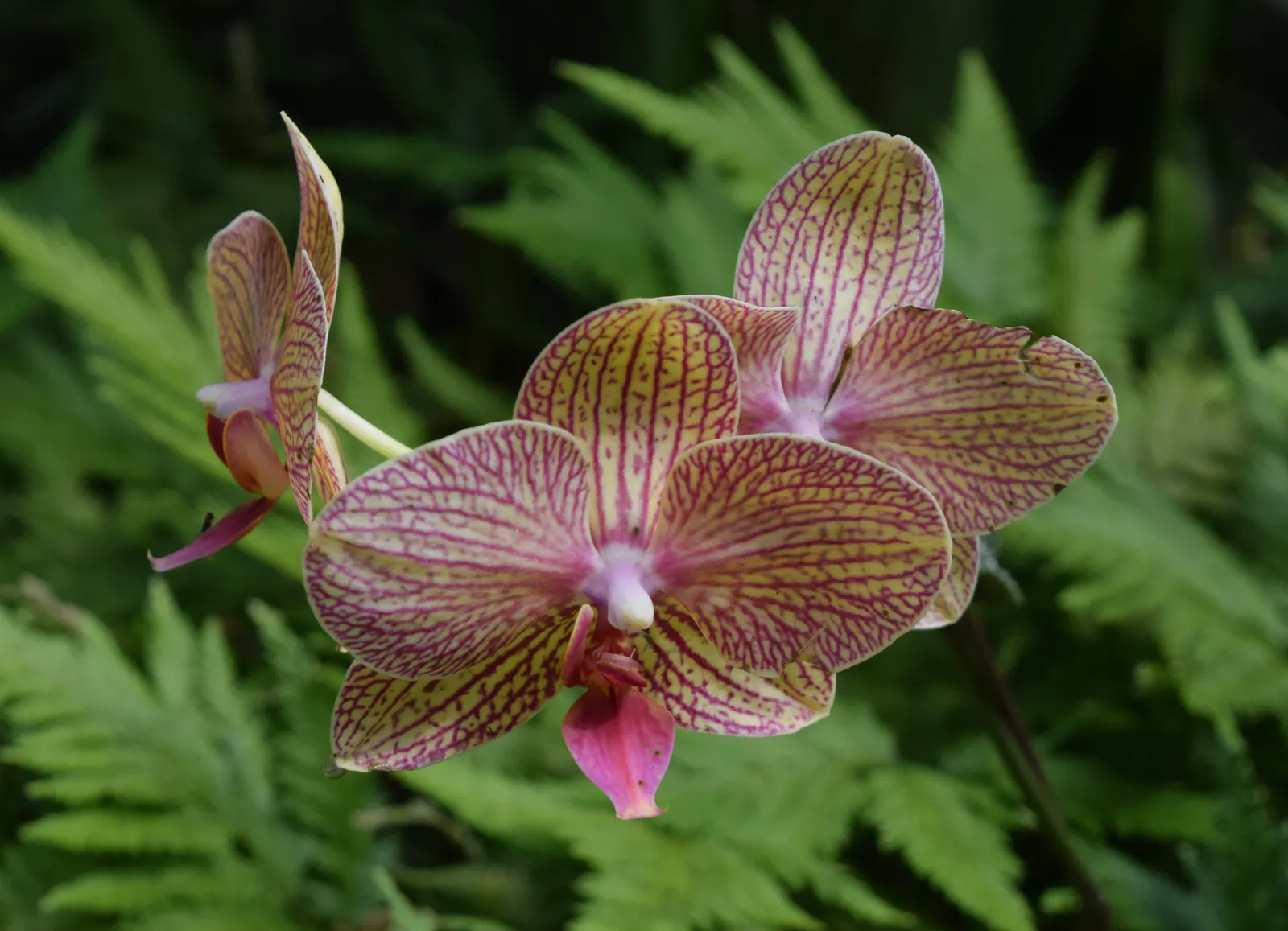 Stream Orchid (Epipactis Gigantea) — their hues a blend of green; it displays captivating 3/4-inch flowers, image 136