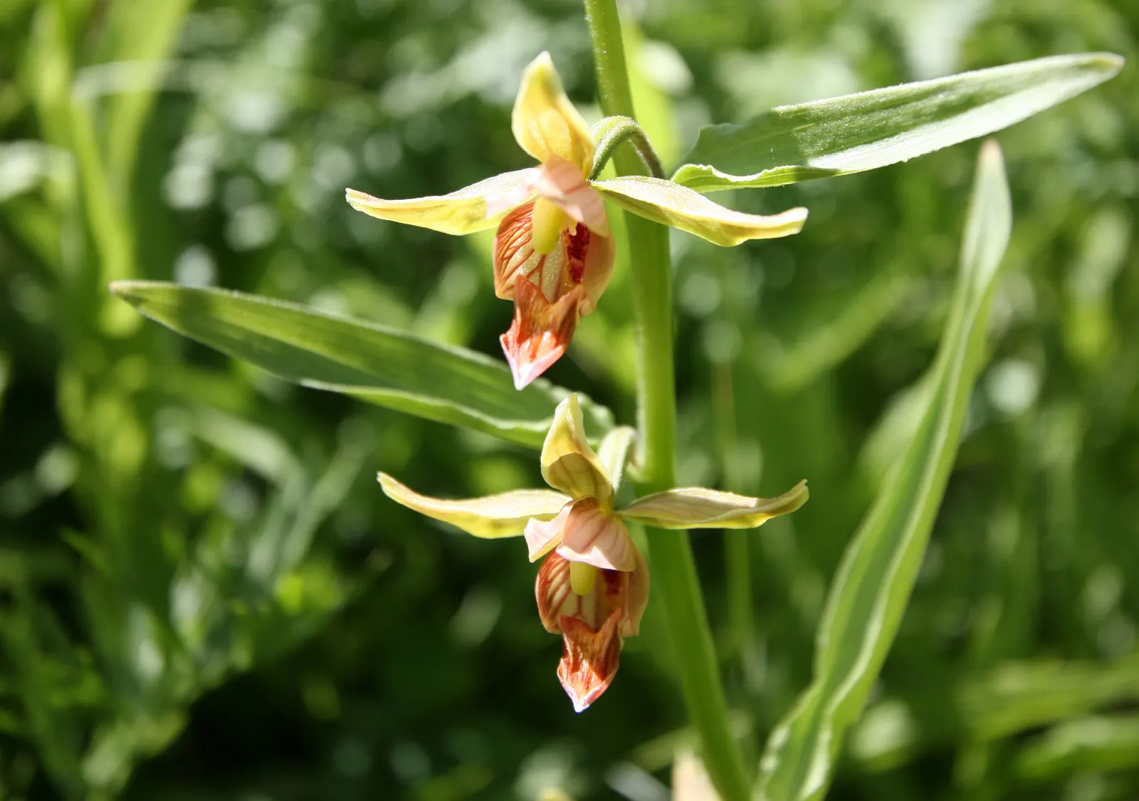 Stream Orchid (Epipactis Gigantea) — Typically growing to a height of around 1 to 2 feet; the Stream Orchid (Epipactis gigantea) is a striking perennial native