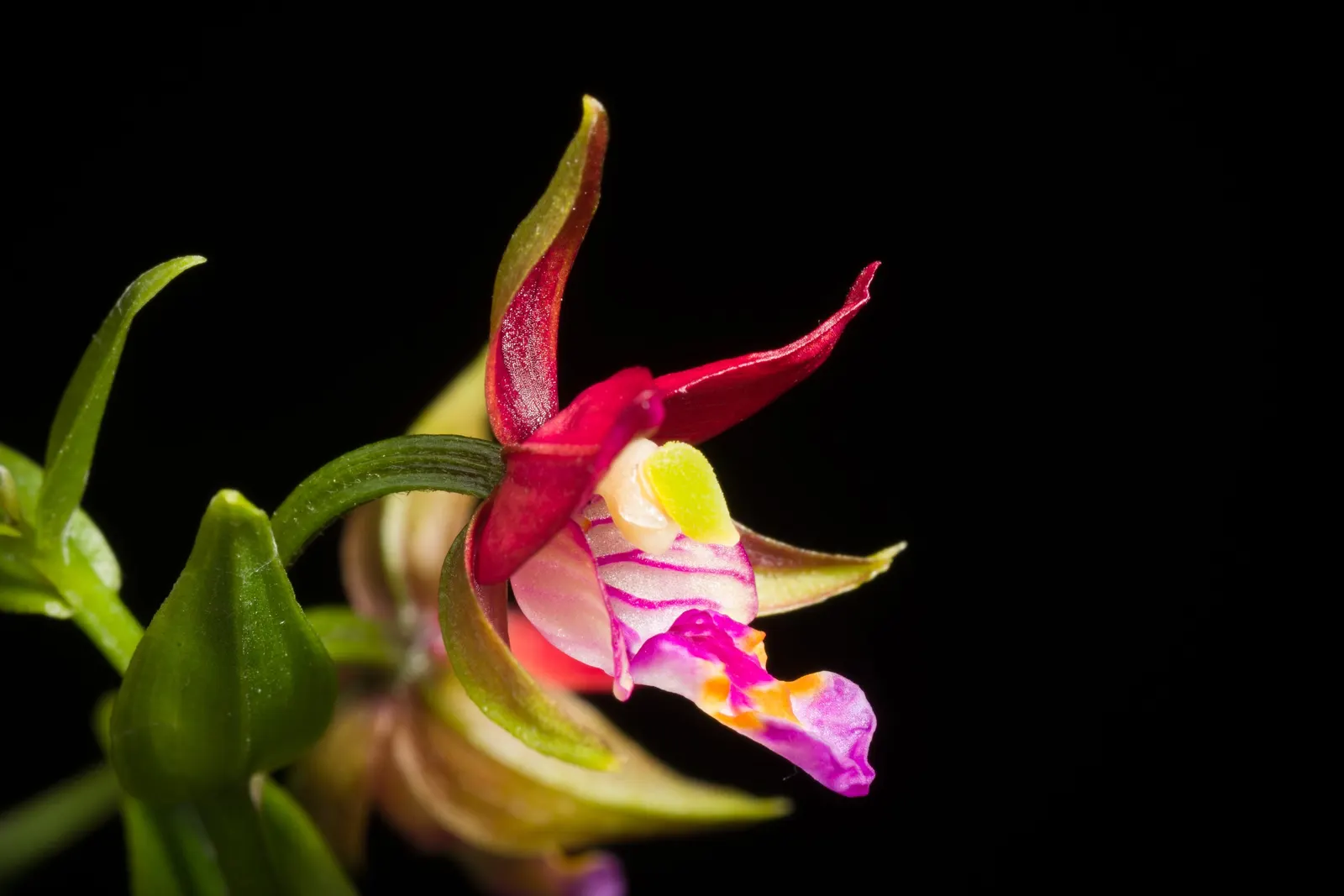 Stream Orchid (Epipactis Gigantea) — The intricate flowers have a distinctive color palette; provided that soil moisture is consistently maintained, image 56