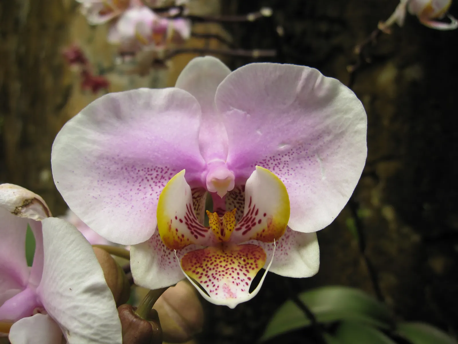 Stream Orchid (Epipactis Gigantea) — standing out against the backdrop of rippling water; typically growing to a height of around 1 to 2 feet, image 49