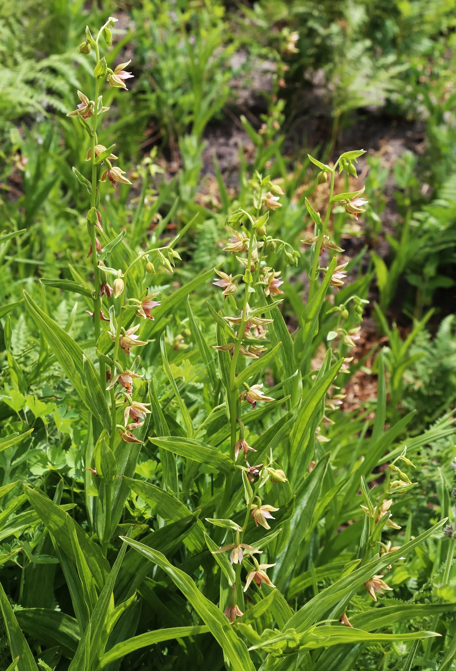 Stream Orchid (Epipactis Gigantea) — It's largely free from serious pests and diseases, making it a robust addition to the landscape; ranging from, image 62