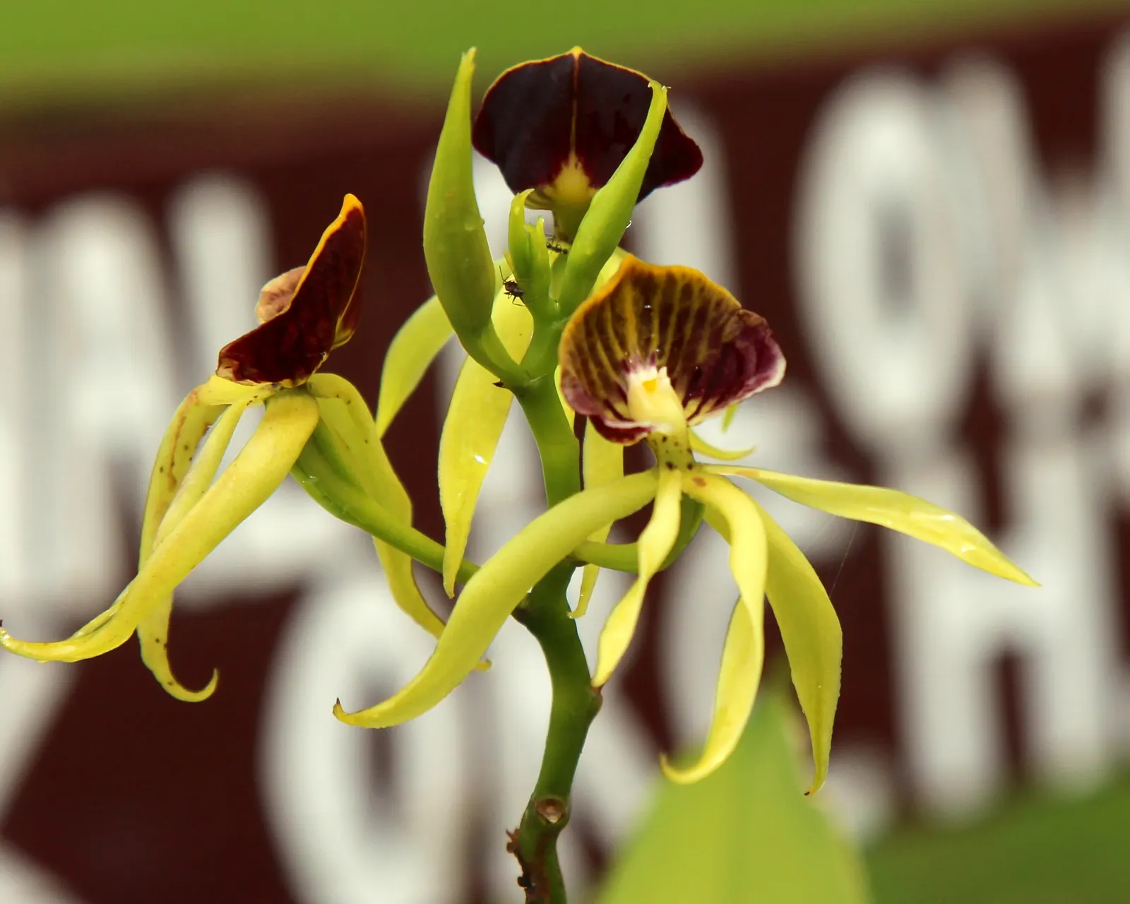 Stream Orchid (Epipactis Gigantea) — Thriving along streams and springs, it reaches heights of 1 to 2 feet, sporting broad, lance-shaped leaves, image 134