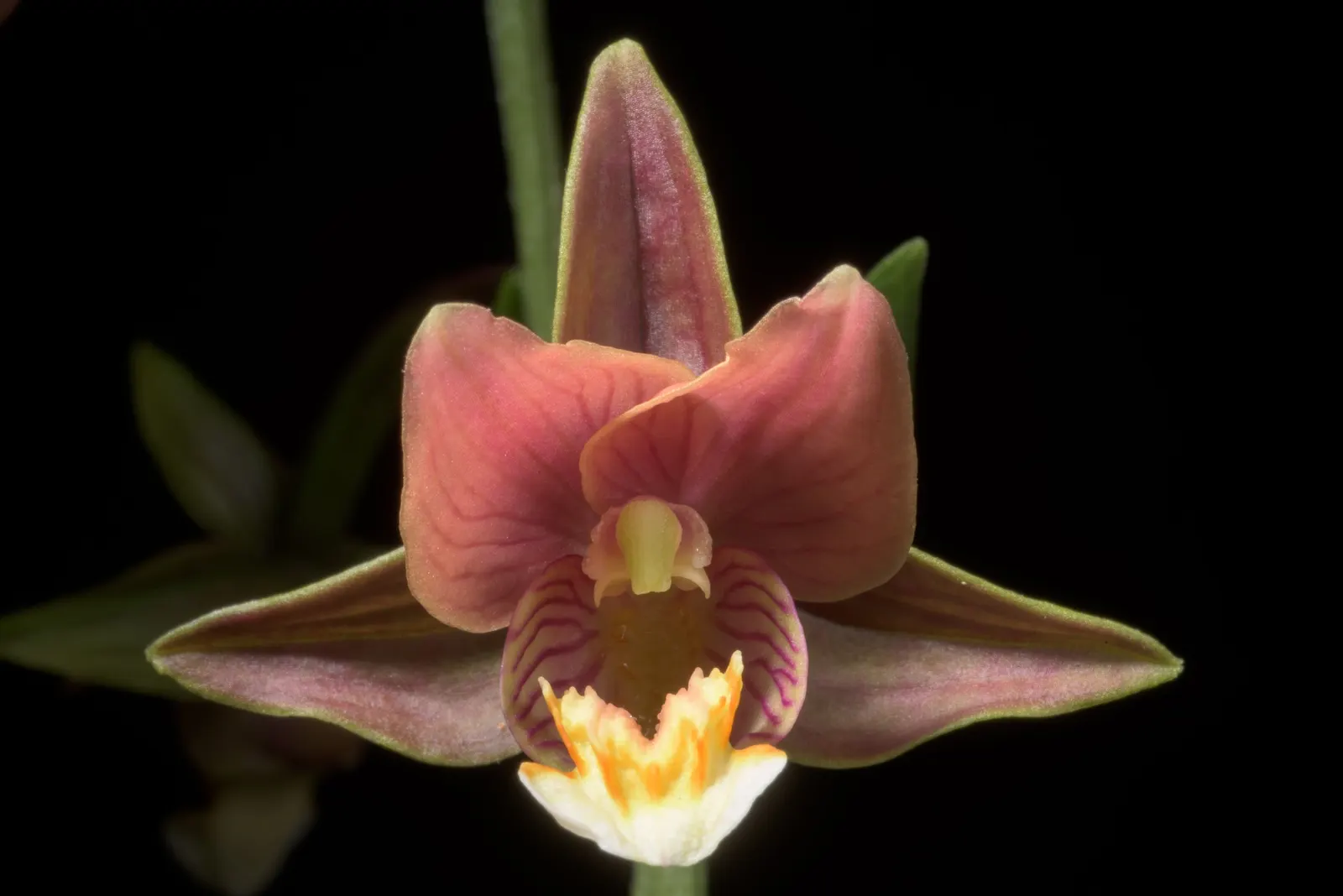 Stream Orchid (Epipactis Gigantea) — Moist, well-drained soil under partial shade mimics its natural habitat, ensuring optimal growth; in the, image 50