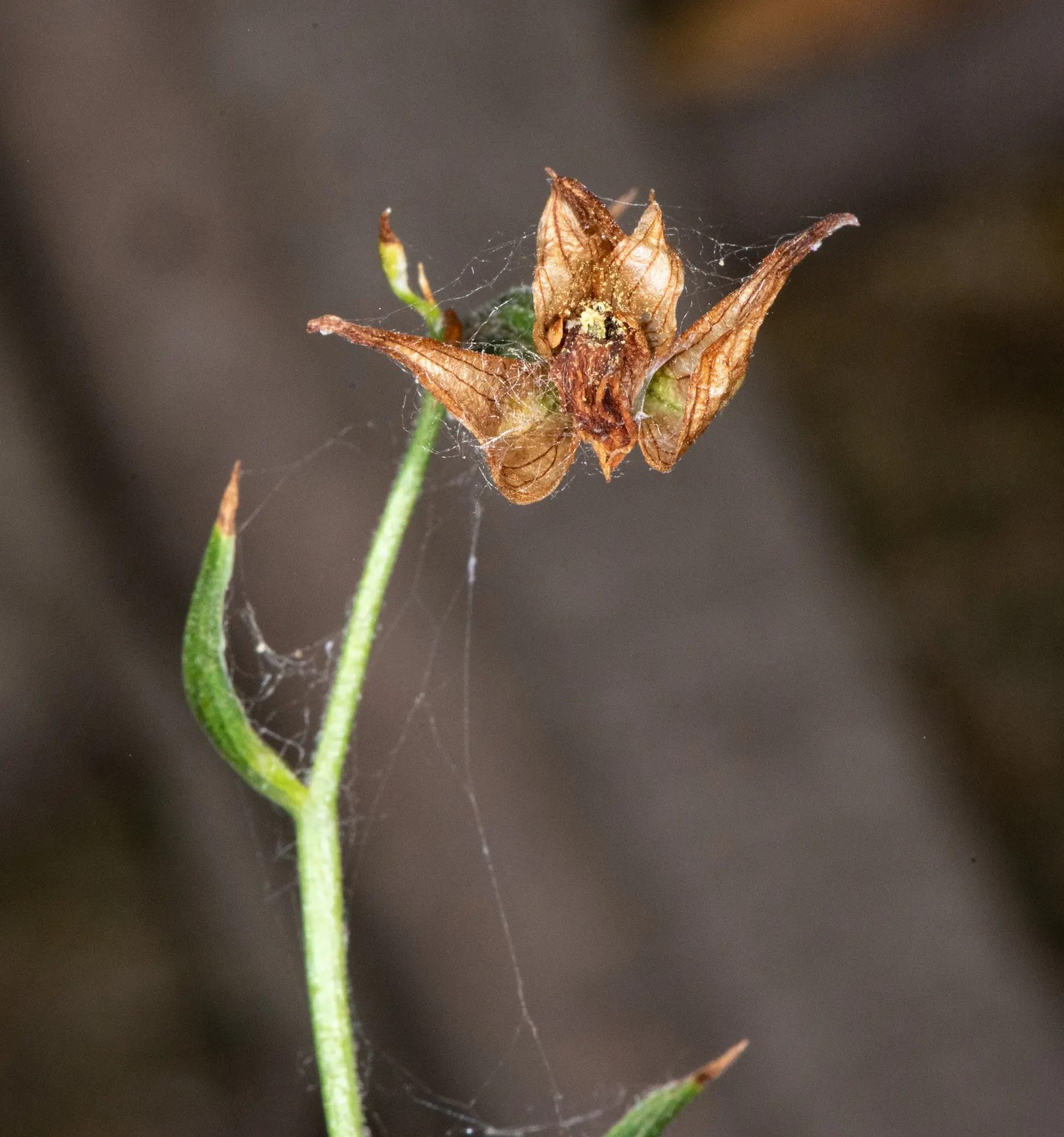 Stream Orchid (Epipactis Gigantea) — stands as a captivating and resilient perennial native to the western regions of North America