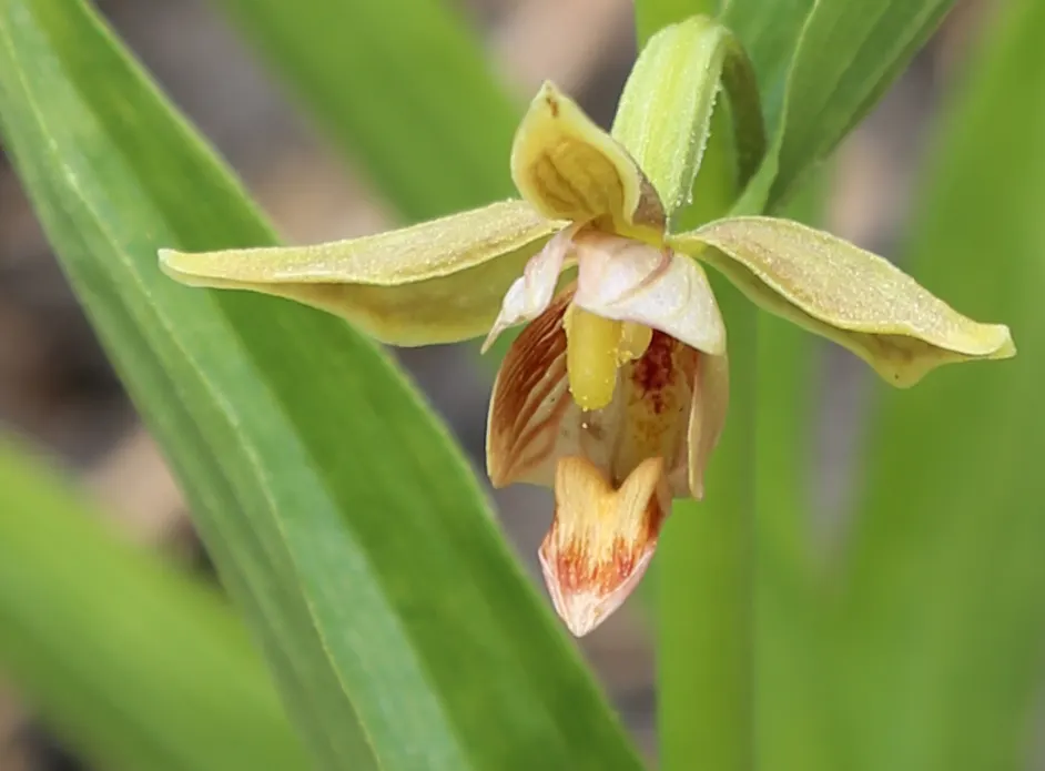 Stream Orchid (Epipactis Gigantea) — it displays captivating 3/4-inch flowers; it's largely free from serious pests and diseases, making it a, image 113