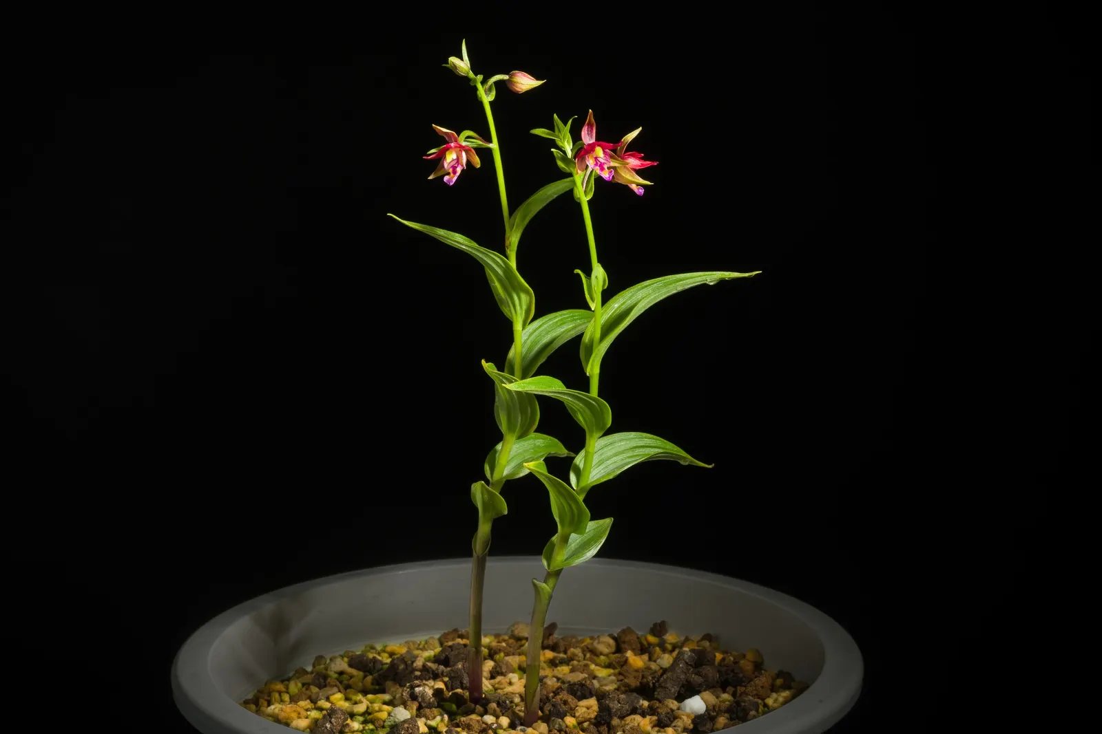 Stream Orchid (Epipactis Gigantea) — The Stream Orchid (Epipactis gigantea) is a striking perennial native to western North America; their hues a, image 133