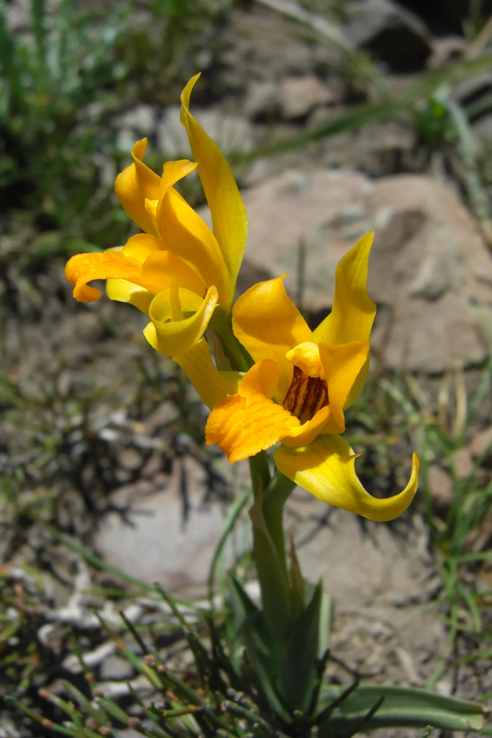 Stream Orchid (Epipactis Gigantea) — The Stream Orchid (Epipactis gigantea) is a striking perennial native to western North America; their hues a, image 111