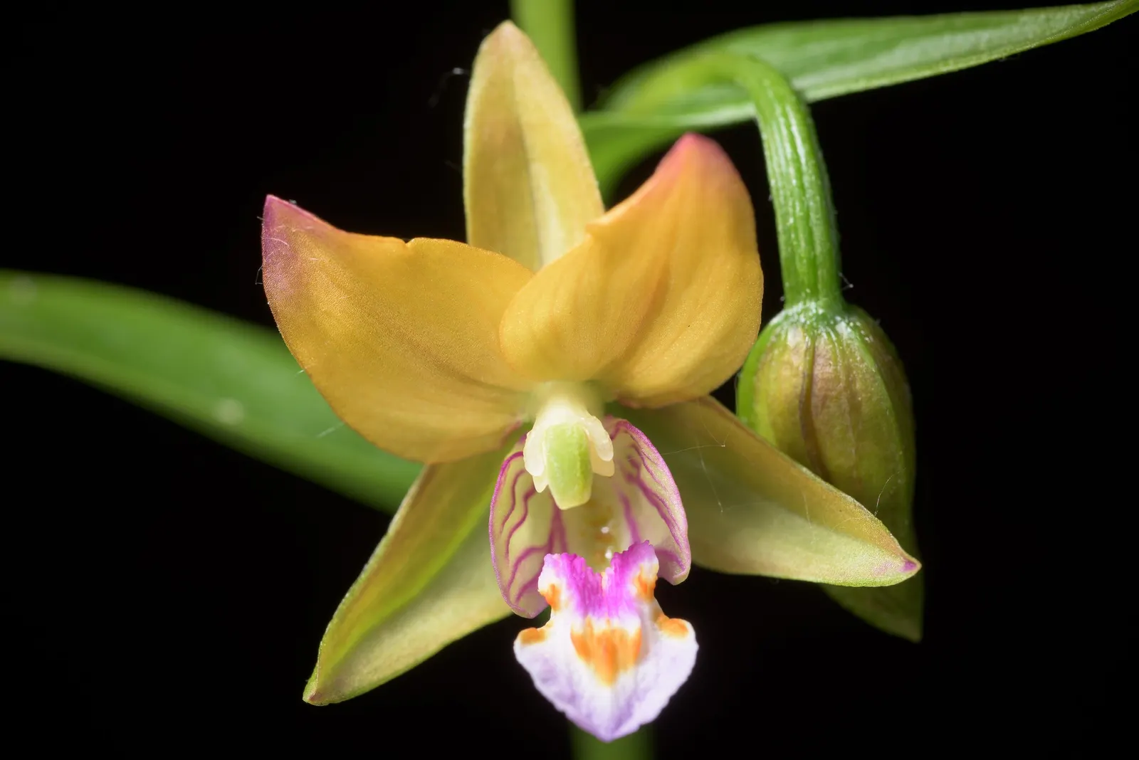 Stream Orchid (Epipactis Gigantea) — herb / perennial with multi-colored and orange and red and yellow blooms
