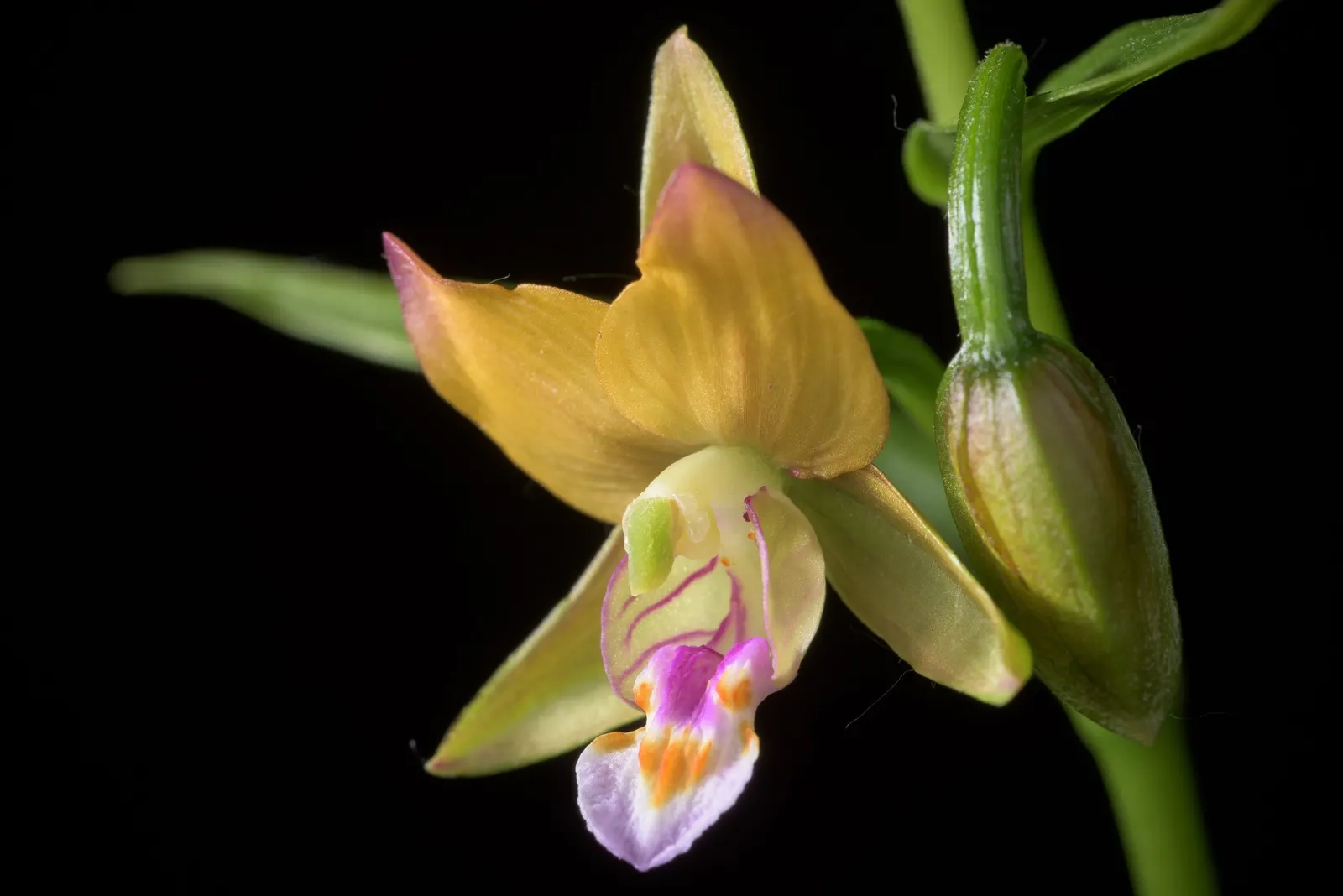 Stream Orchid (Epipactis Gigantea) — The Stream Orchid (Epipactis gigantea) is a striking perennial native to western North America; their hues a blend of green