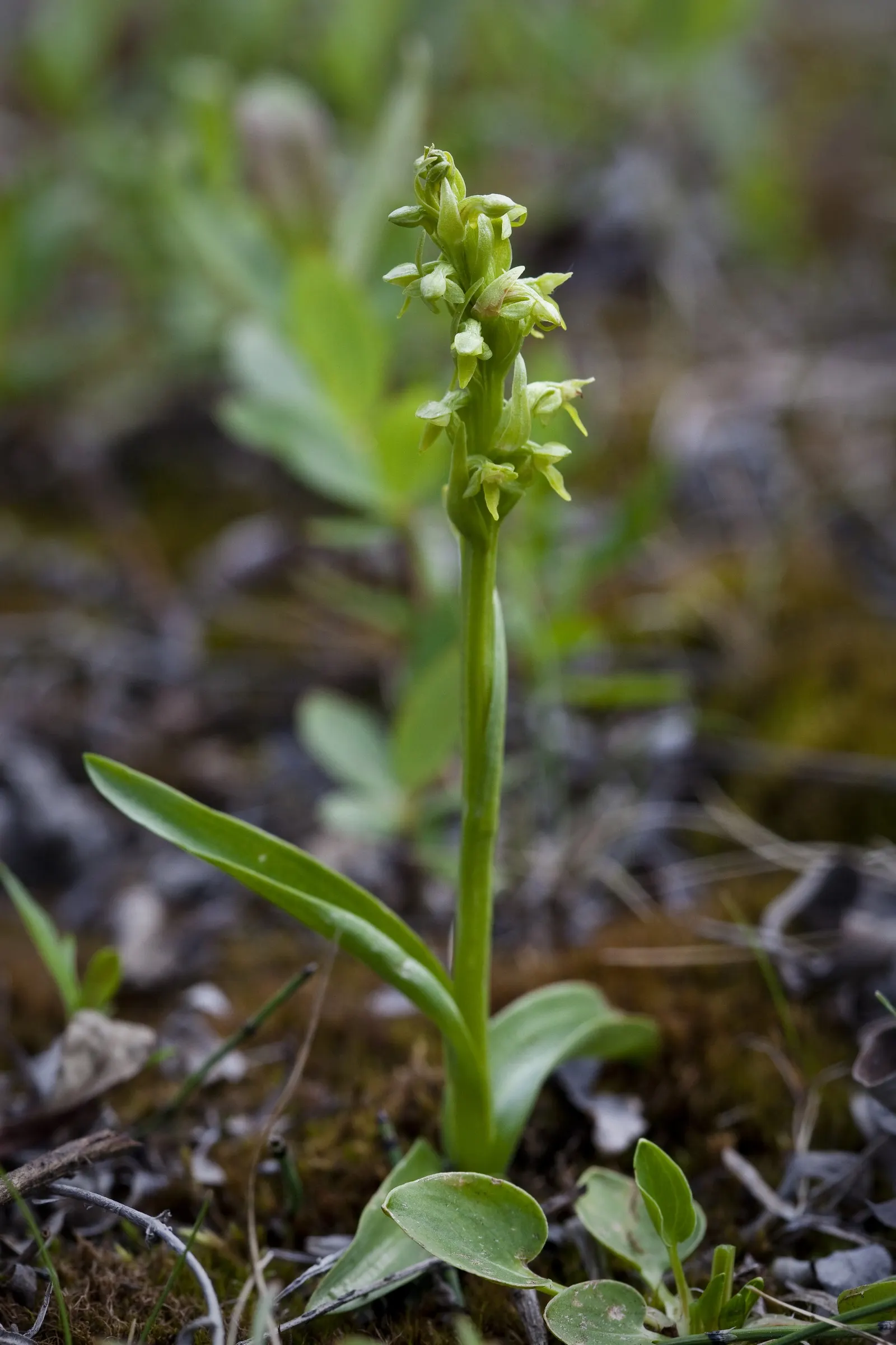 Stream Orchid (Epipactis Gigantea) — Typically growing to a height of around 1 to 2 feet; the Stream Orchid (Epipactis gigantea) is a striking, image 142