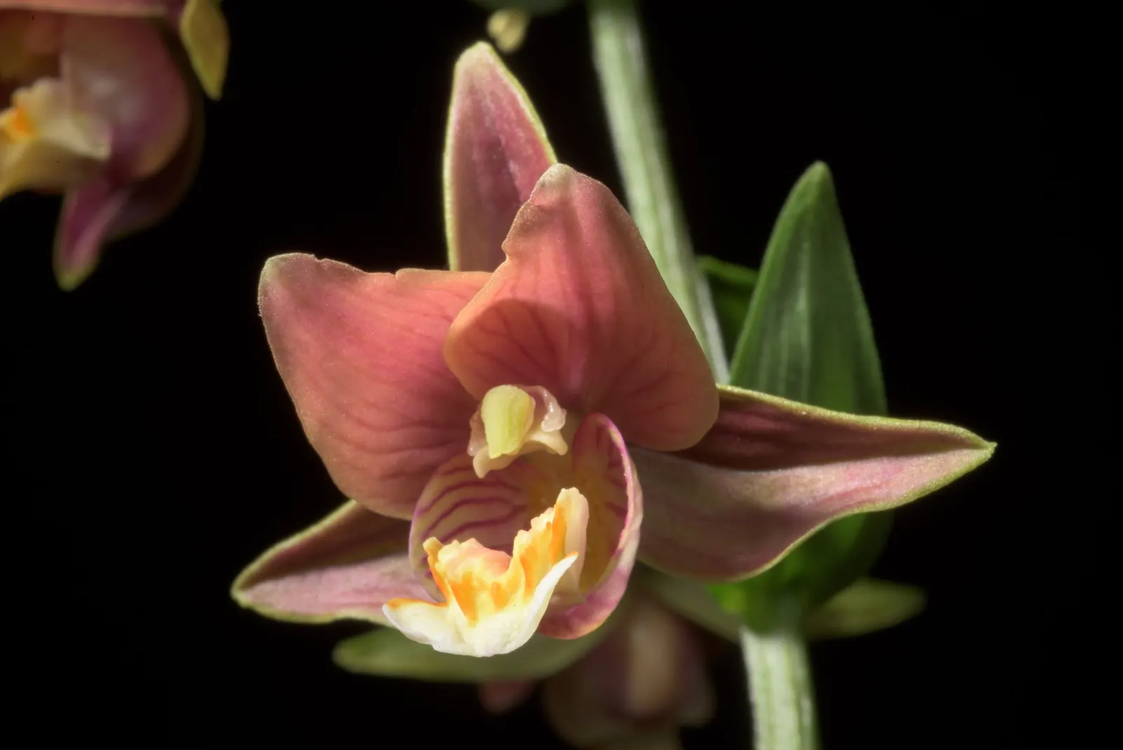 Stream Orchid (Epipactis Gigantea) — it displays captivating 3/4-inch flowers; it's largely free from serious pests and diseases, making it a, image 47