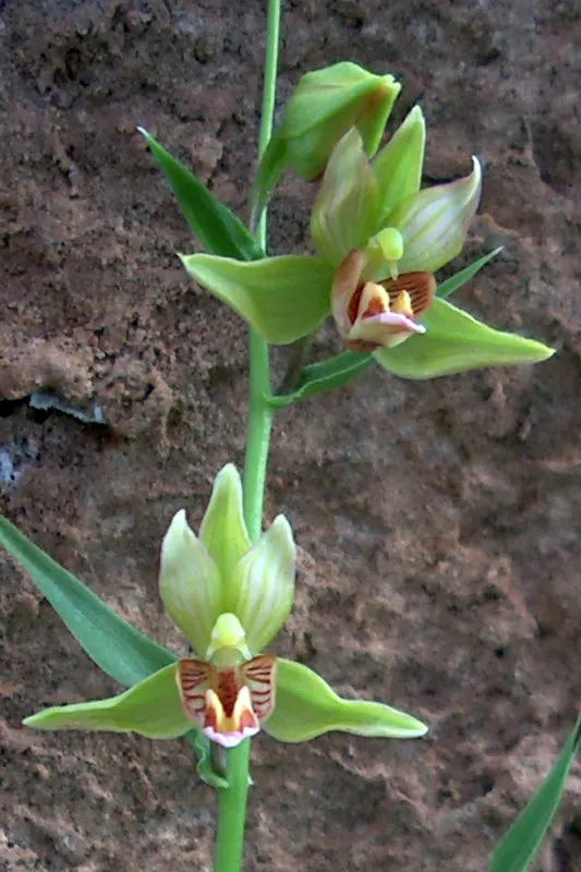 Stream Orchid (Epipactis Gigantea) — their hues a blend of green; it displays captivating 3/4-inch flowers, image 70