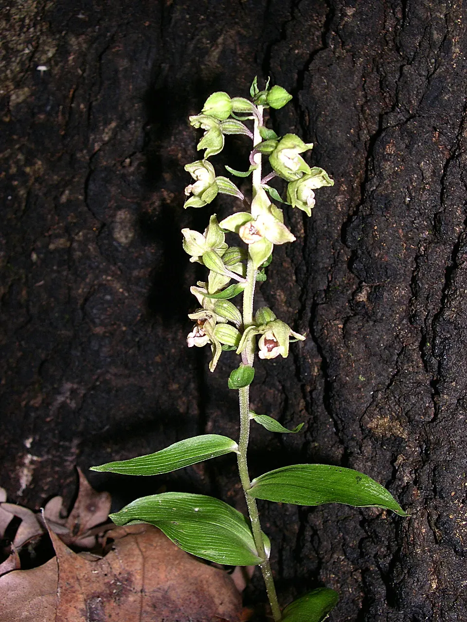 Stream Orchid (Epipactis Gigantea) — The plant's preference lies with humus-rich, well-drained soil; herb / perennial with multi-colored and orange, image 82