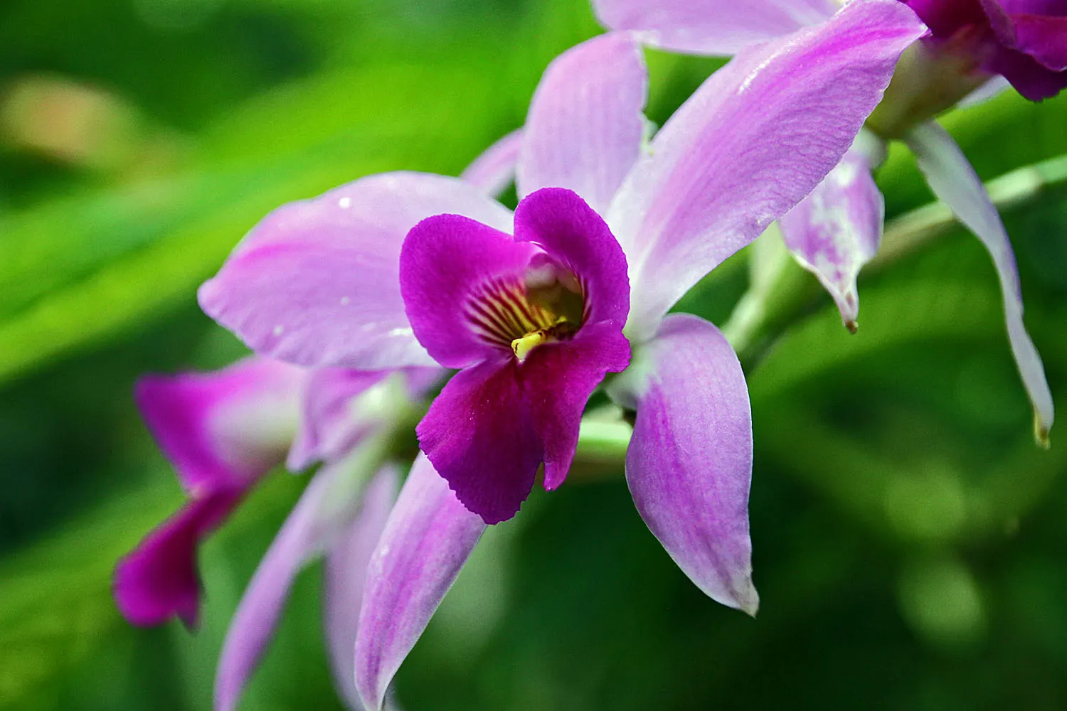 Stream Orchid (Epipactis Gigantea) — lending an exotic appeal to garden settings; stands as a captivating and resilient perennial native to the, image 58