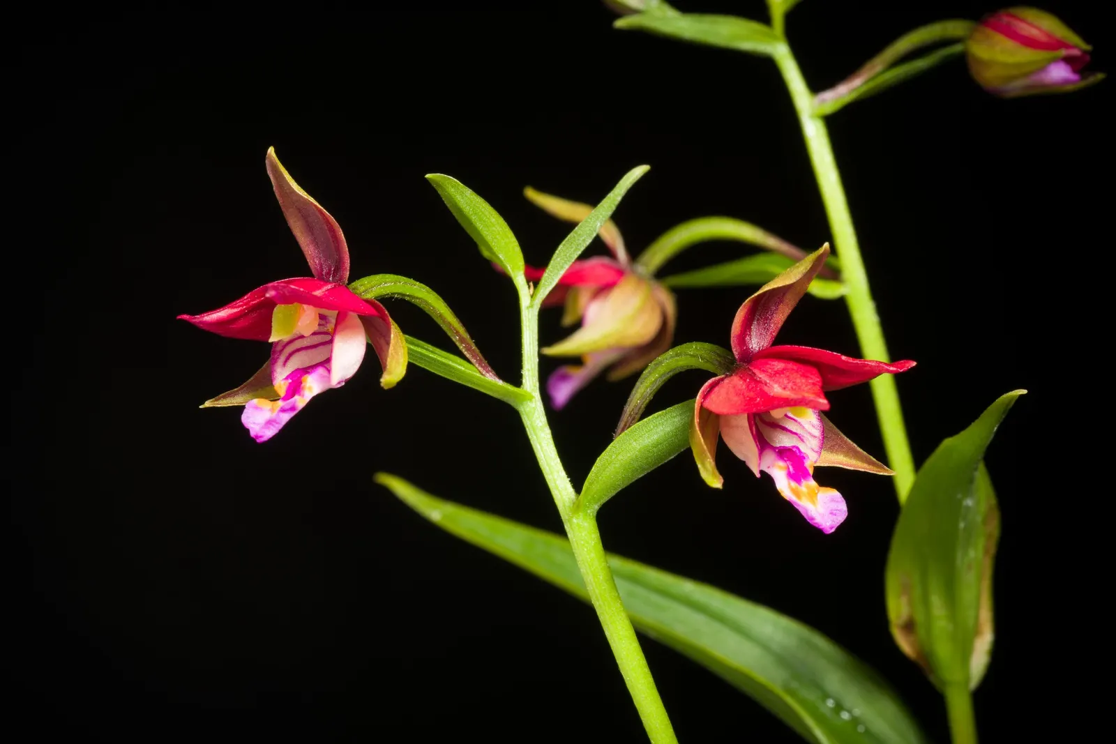 Stream Orchid (Epipactis Gigantea) — The Stream Orchid (Epipactis gigantea) is a striking perennial native to western North America; their hues a, image 45