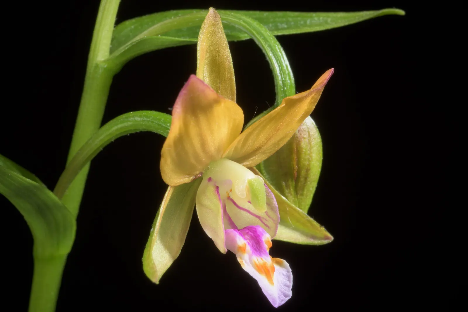 Stream Orchid (Epipactis Gigantea) — their hues a blend of green; it displays captivating 3/4-inch flowers, image 92