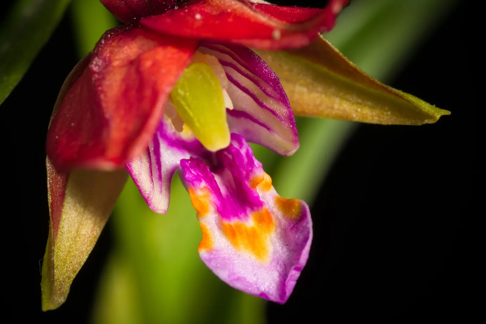 Stream Orchid (Epipactis Gigantea) — often found along streams; the plant's preference lies with humus-rich, well-drained soil