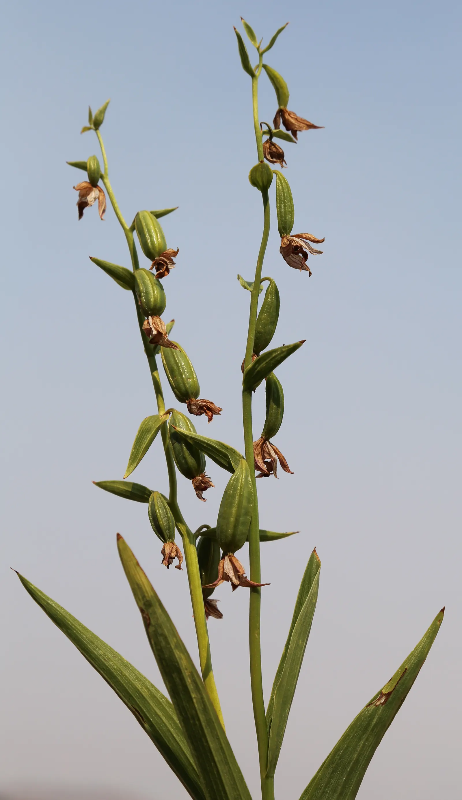 Stream Orchid (Epipactis Gigantea) — often found along streams; the plant's preference lies with humus-rich, well-drained soil, image 53