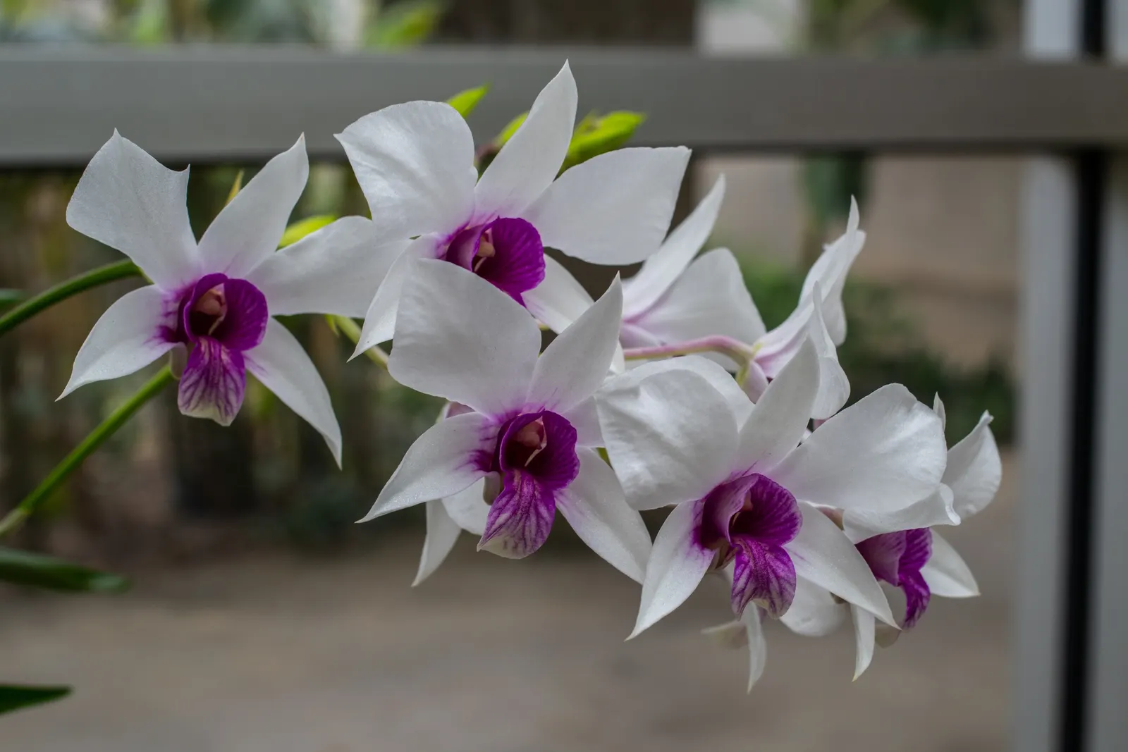 Stream Orchid (Epipactis Gigantea) — herb / perennial for half or shade; the plant also acts as a magnet for local pollinators, adding ecological, image 66