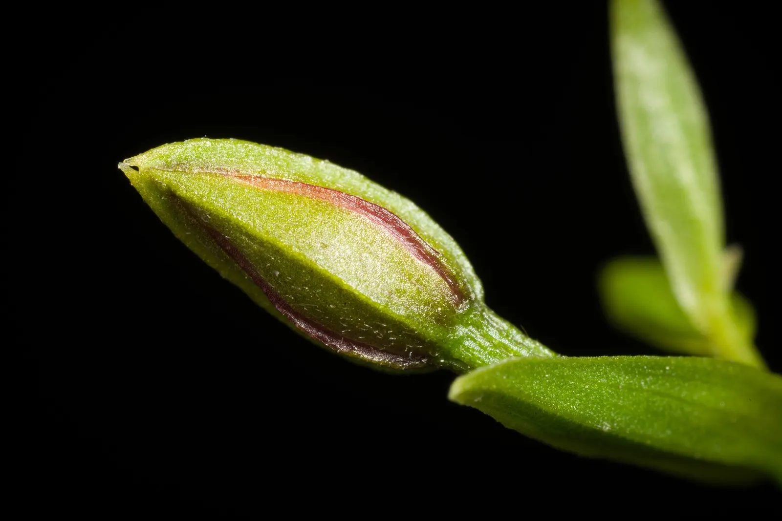 Stream Orchid (Epipactis Gigantea) — Moist, well-drained soil under partial shade mimics its natural habitat, ensuring optimal growth; in the, image 94