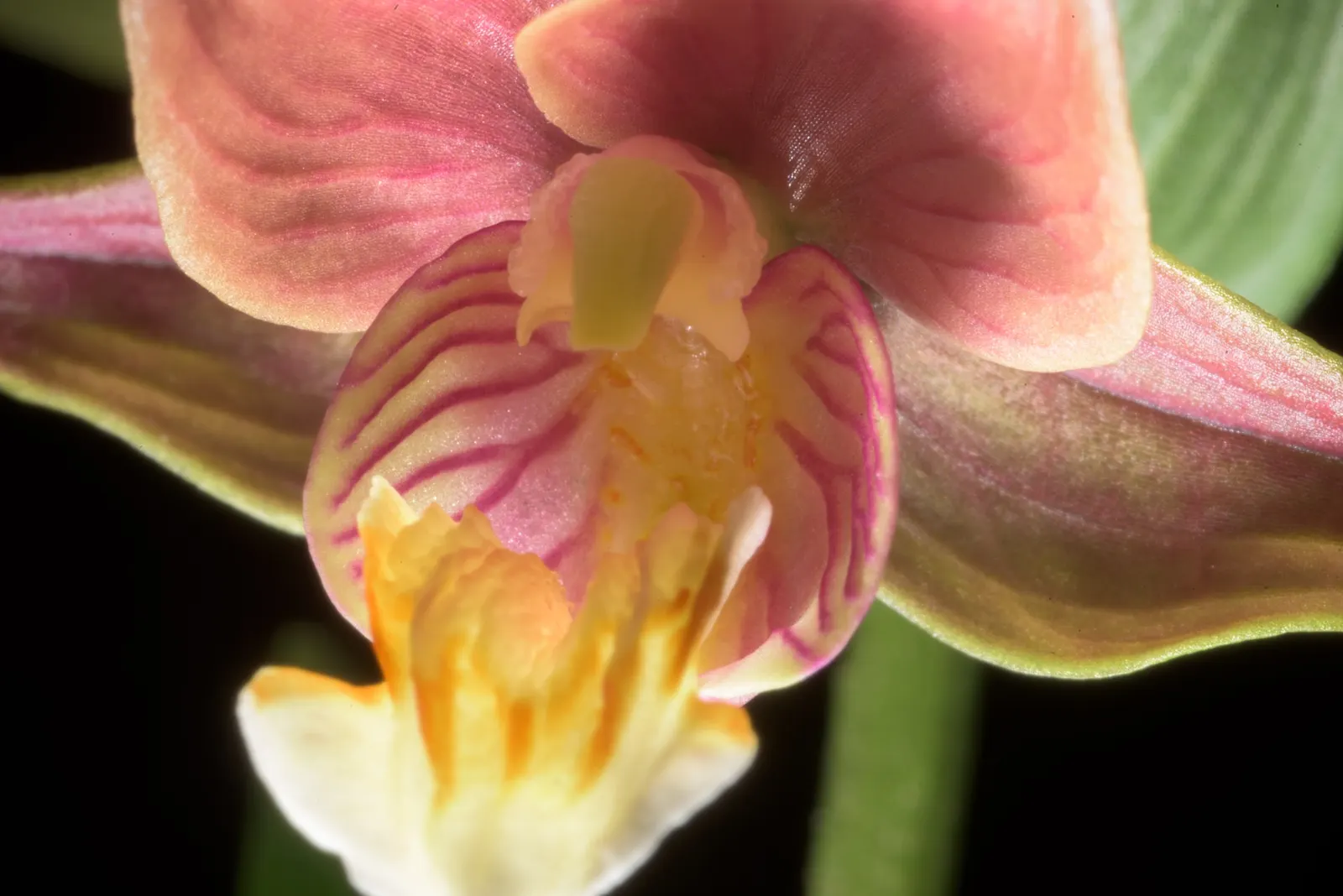 Stream Orchid (Epipactis Gigantea) — herb / perennial with multi-colored and orange and red and yellow blooms; the intricate flowers have a, image 109
