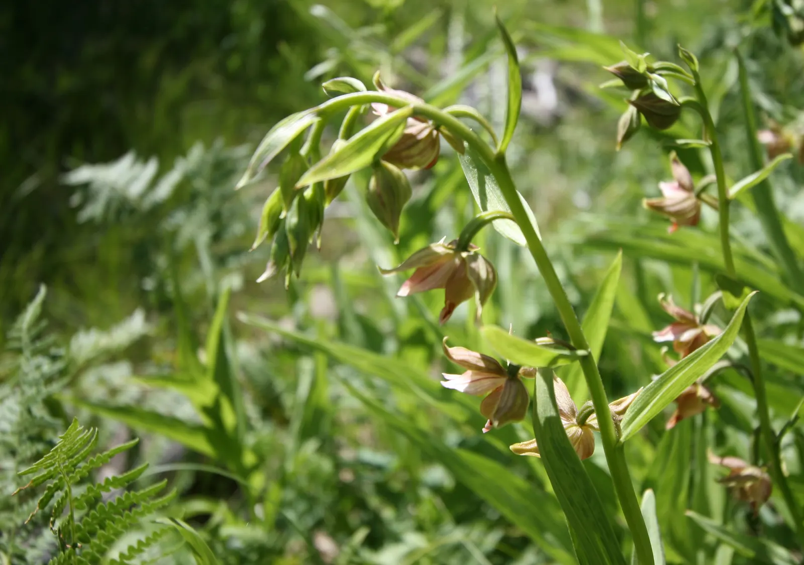 Stream Orchid (Epipactis Gigantea) — herb / perennial for half or shade