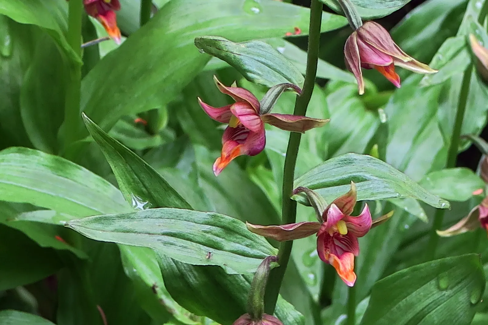 Stream Orchid (Epipactis Gigantea) — multi-colored and orange and red and yellow flowers in the garden; standing out against the backdrop of, image 130