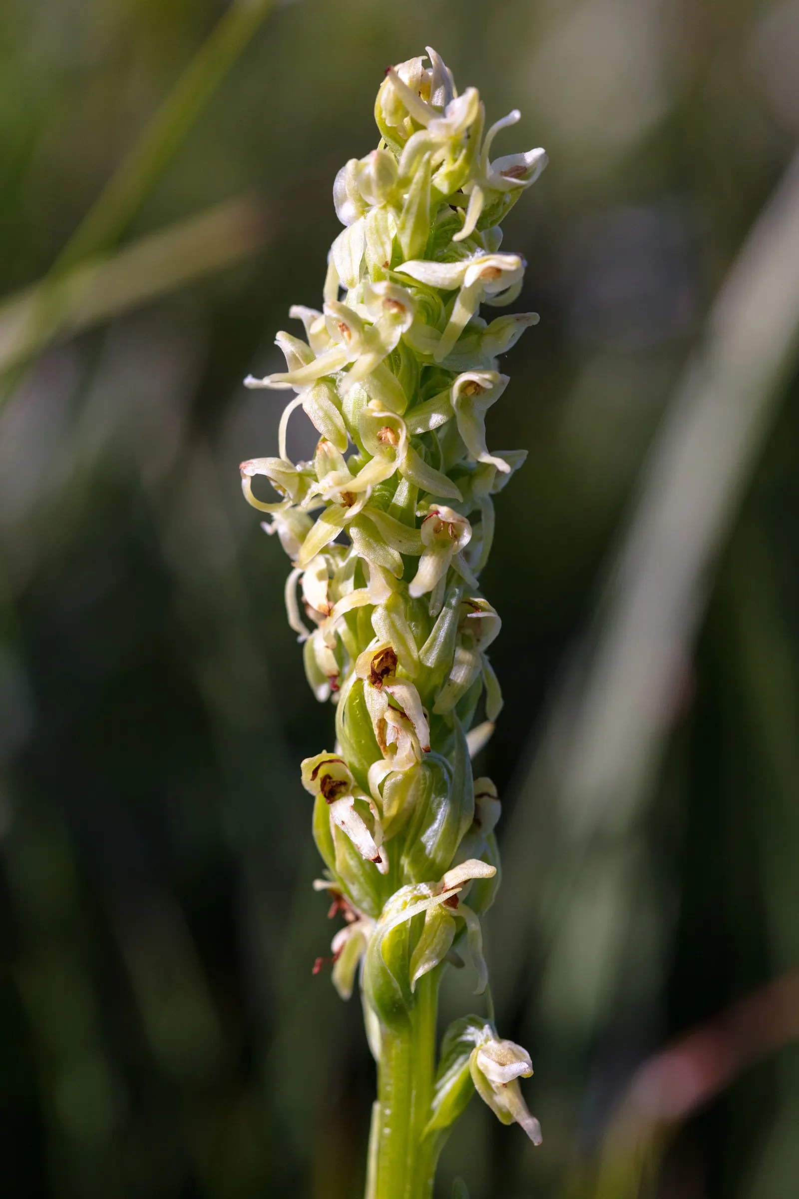Stream Orchid (Epipactis Gigantea) — herb / perennial for half or shade; the plant also acts as a magnet for local pollinators, adding ecological value to its