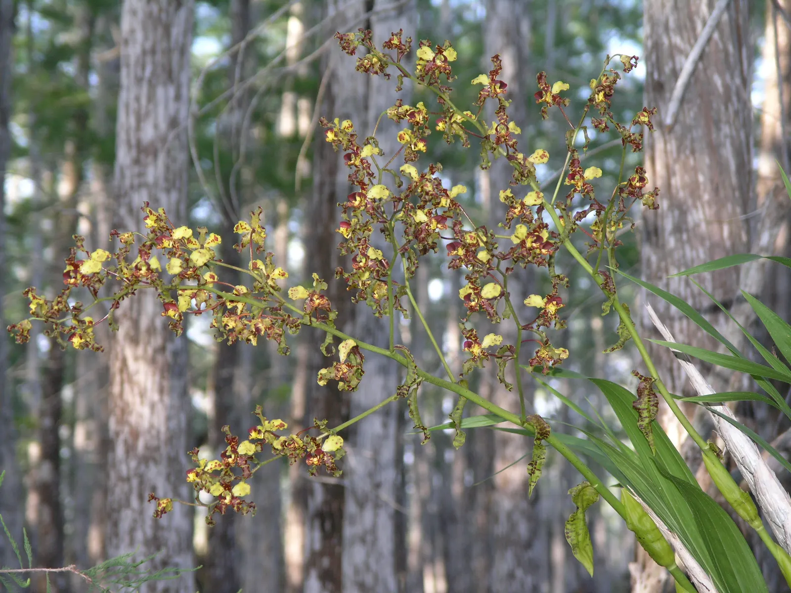 Stream Orchid (Epipactis Gigantea) — Moist, well-drained soil under partial shade mimics its natural habitat, ensuring optimal growth; in the imperial system